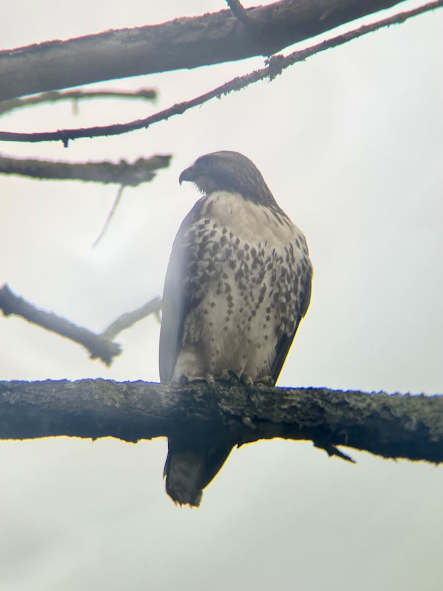 Red-tailed Hawk - ML627322637