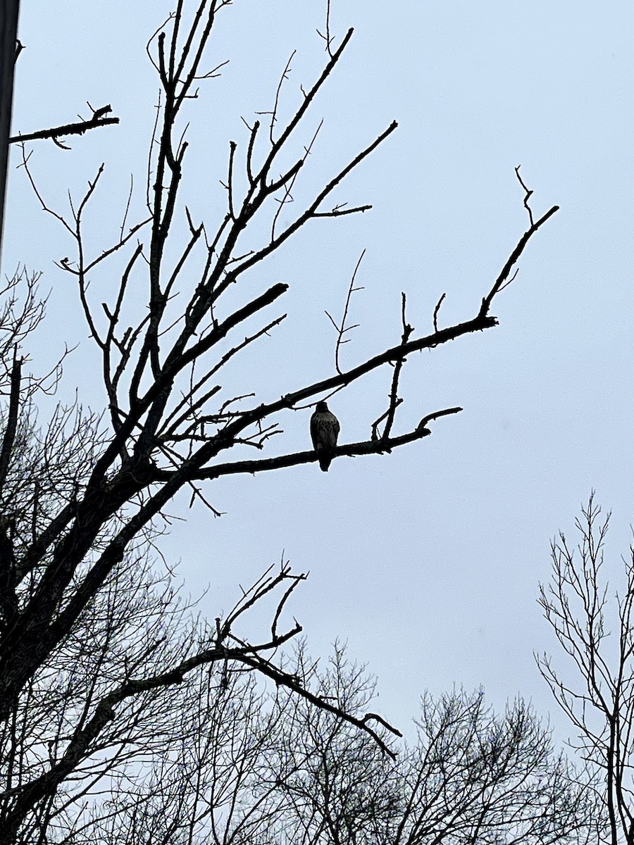 Red-tailed Hawk - ML627322638