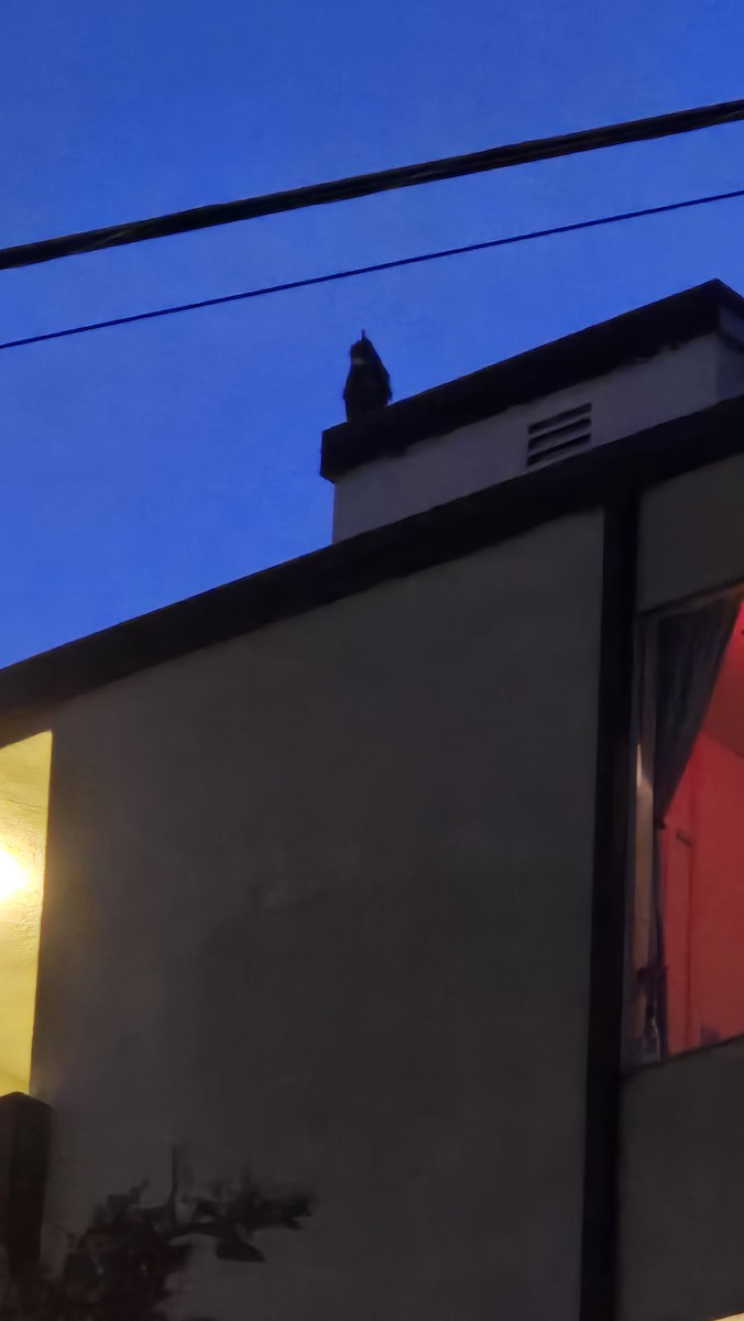 Great Horned Owl - ML627322931