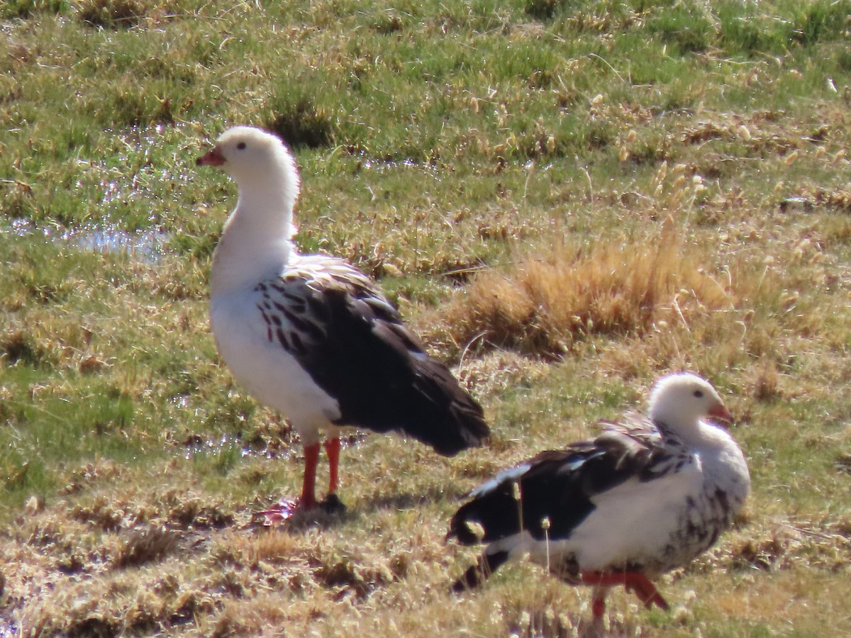 Andean Goose - ML627323005