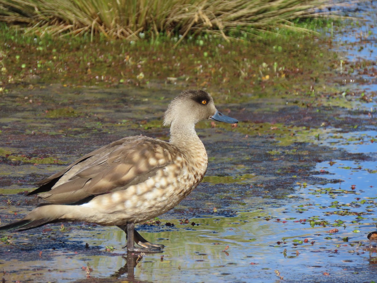 Crested Duck - ML627323010