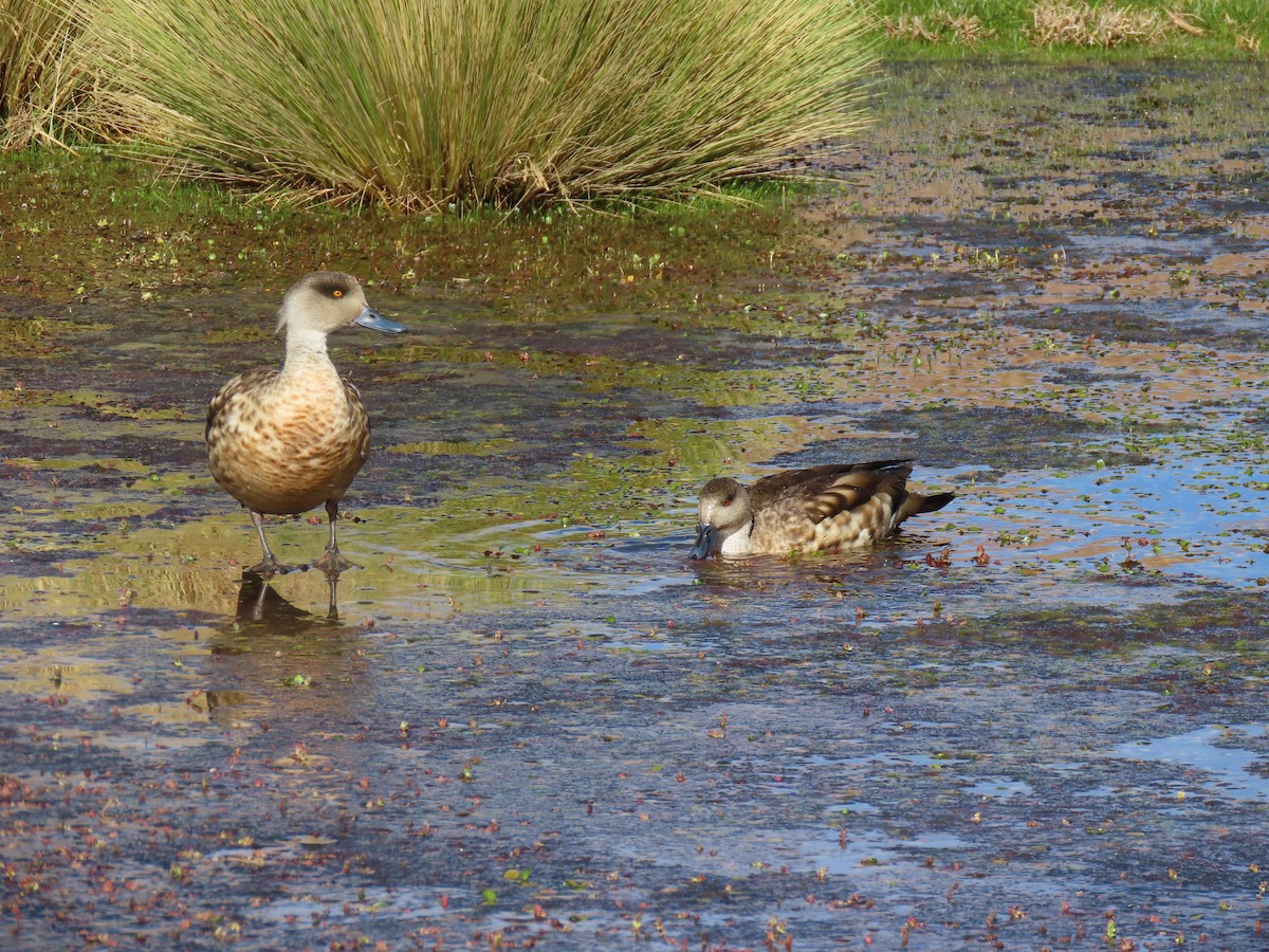 Crested Duck - ML627323011