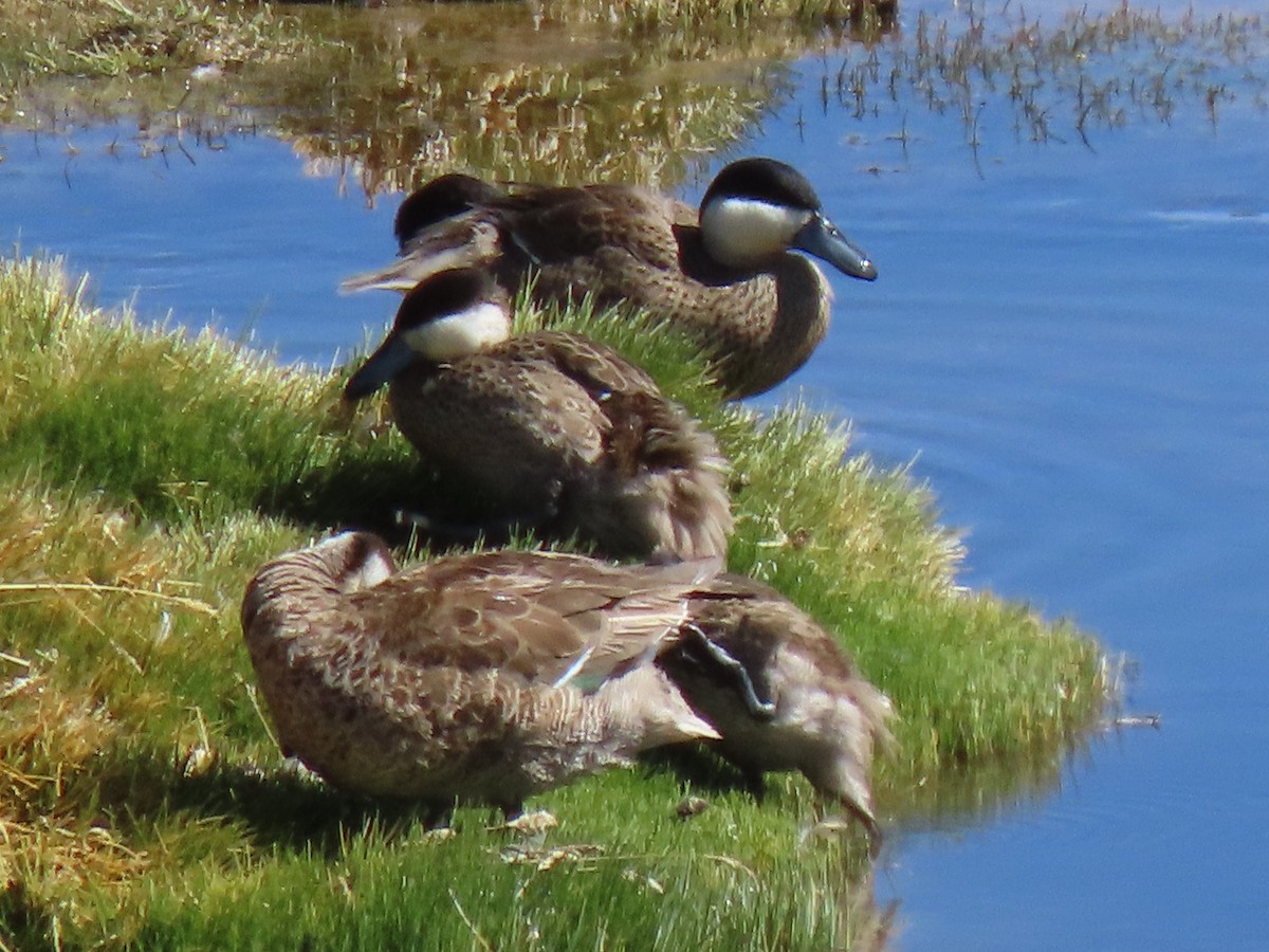 Puna Teal - ML627323018