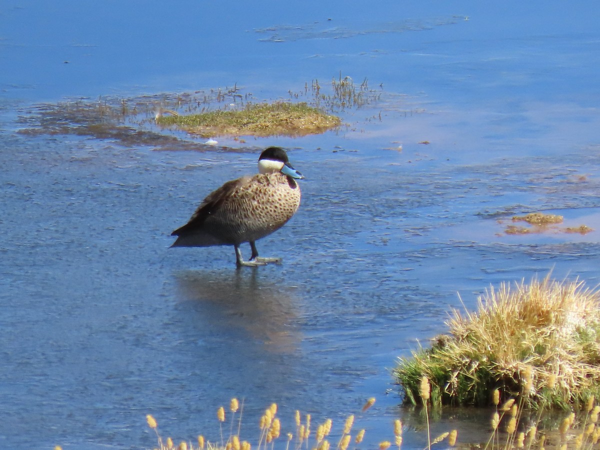 Puna Teal - ML627323019