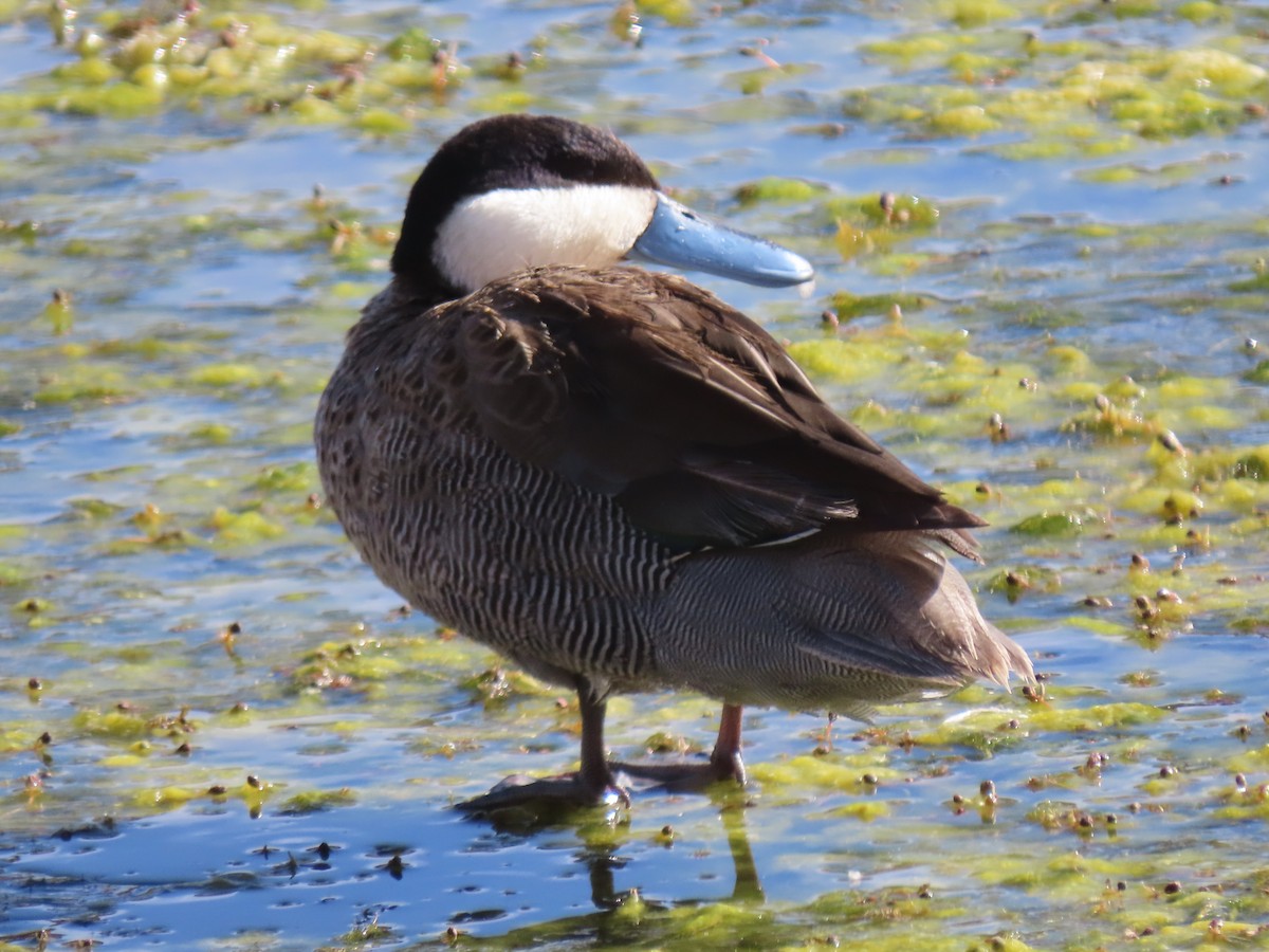 Puna Teal - ML627323020