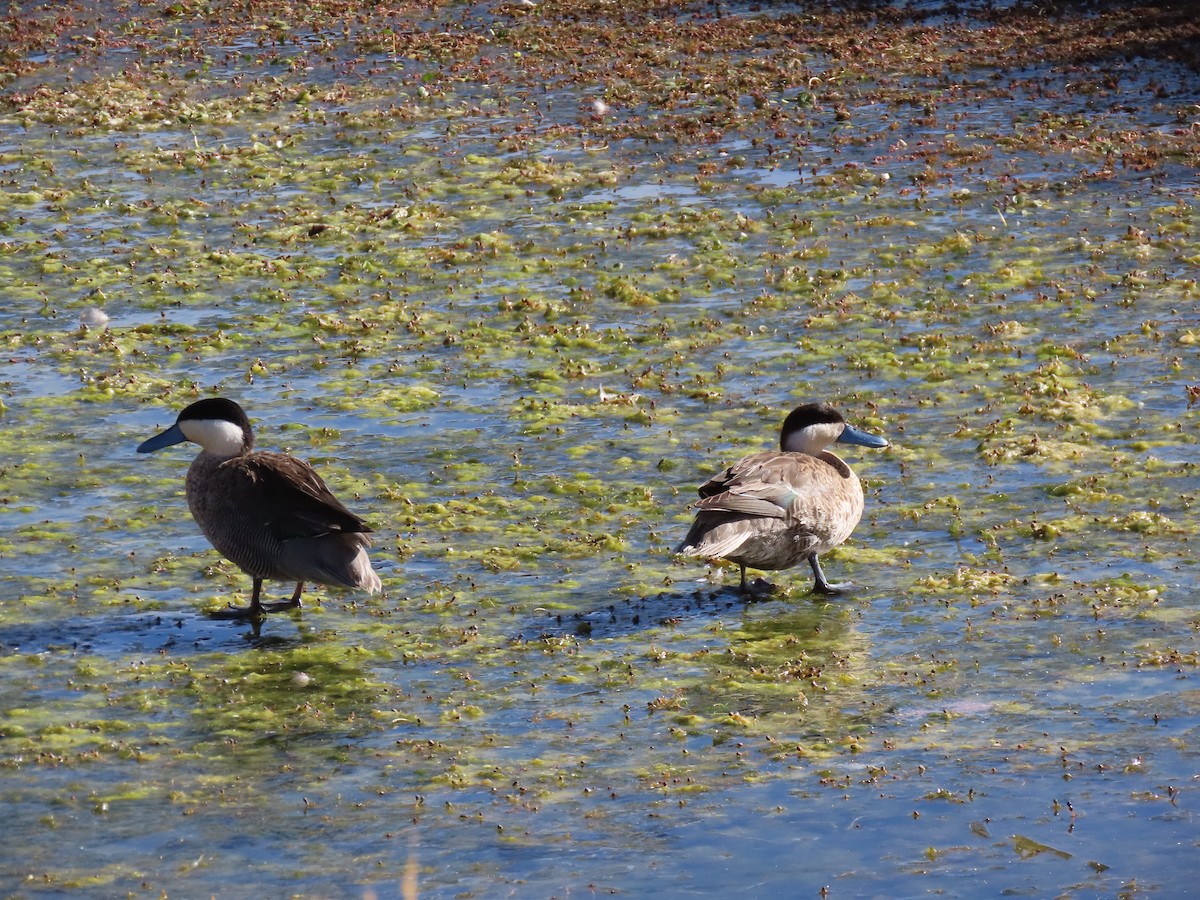 Puna Teal - ML627323021