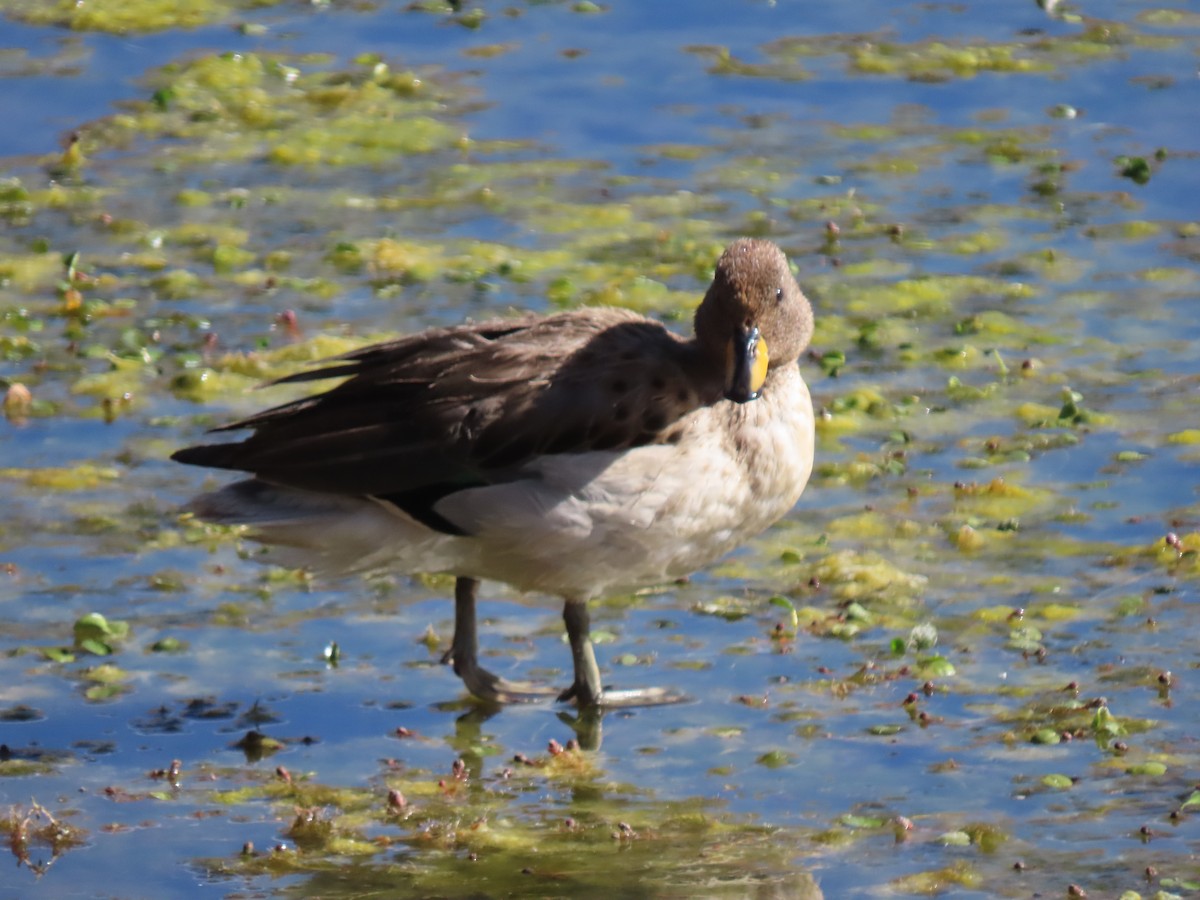 Yellow-billed Teal - ML627323026
