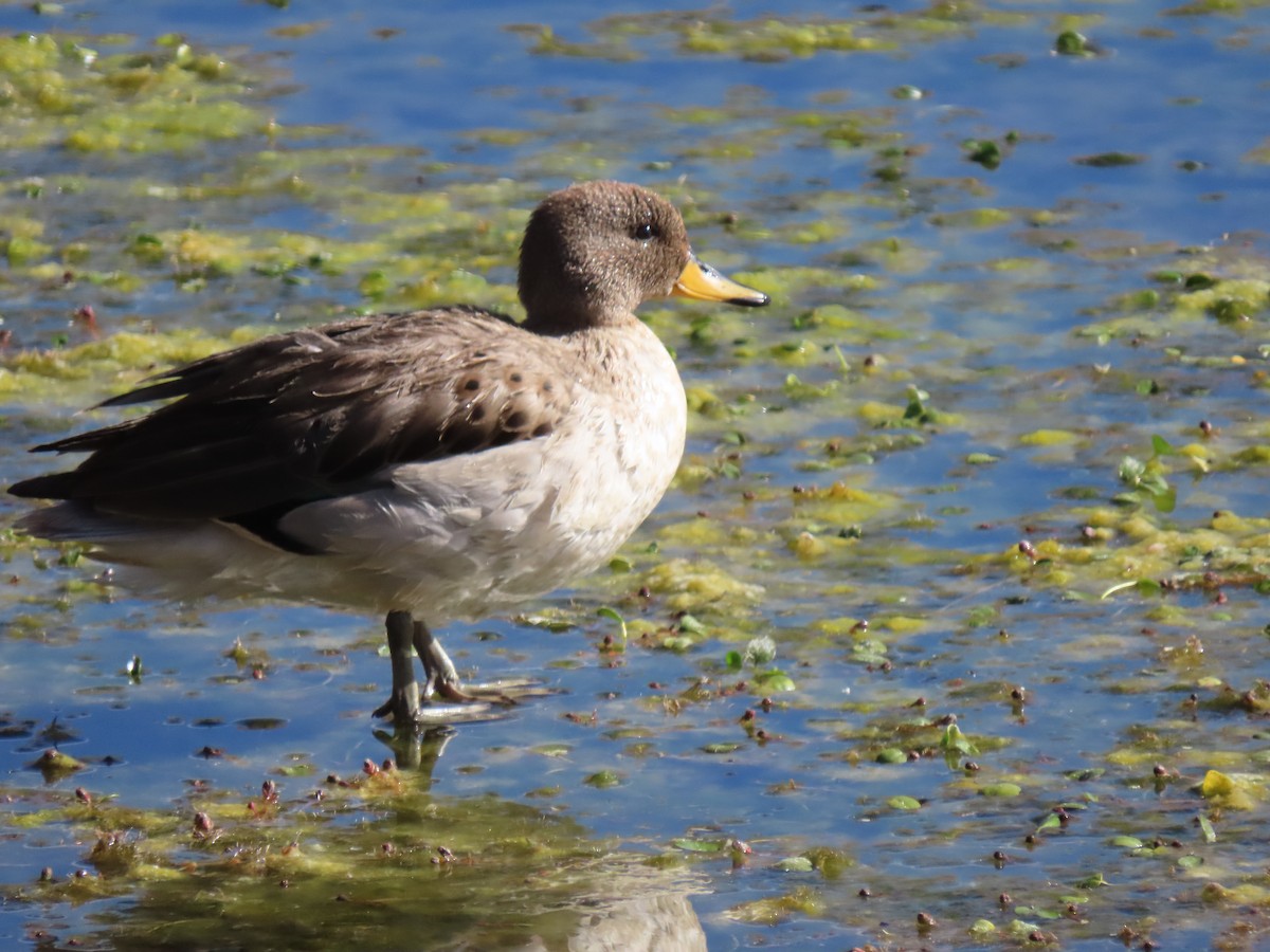 Yellow-billed Teal - ML627323027