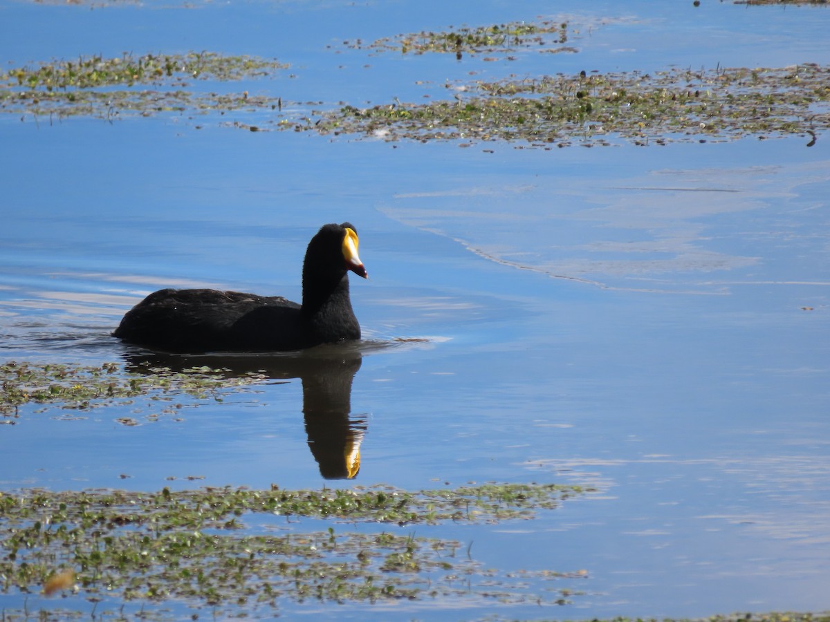 Giant Coot - ML627323032