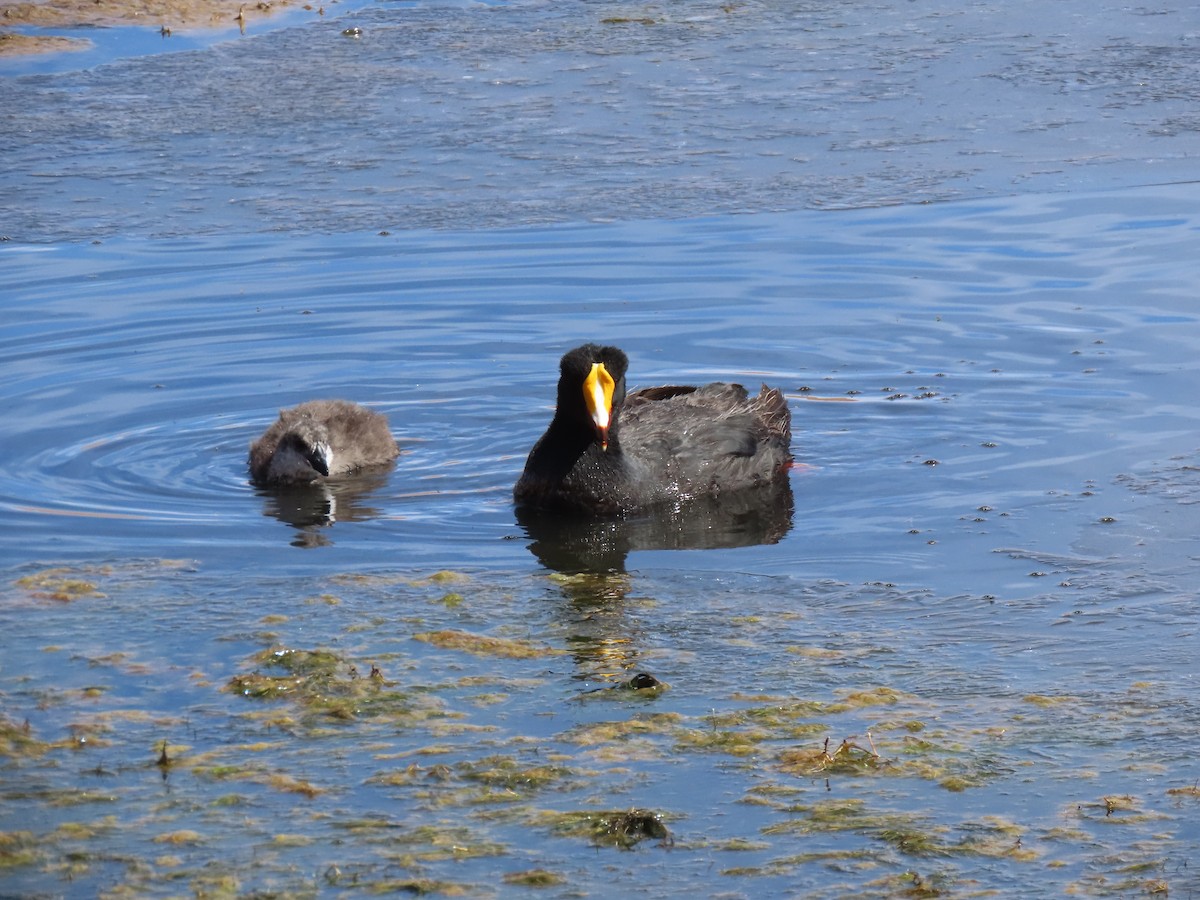Giant Coot - ML627323033