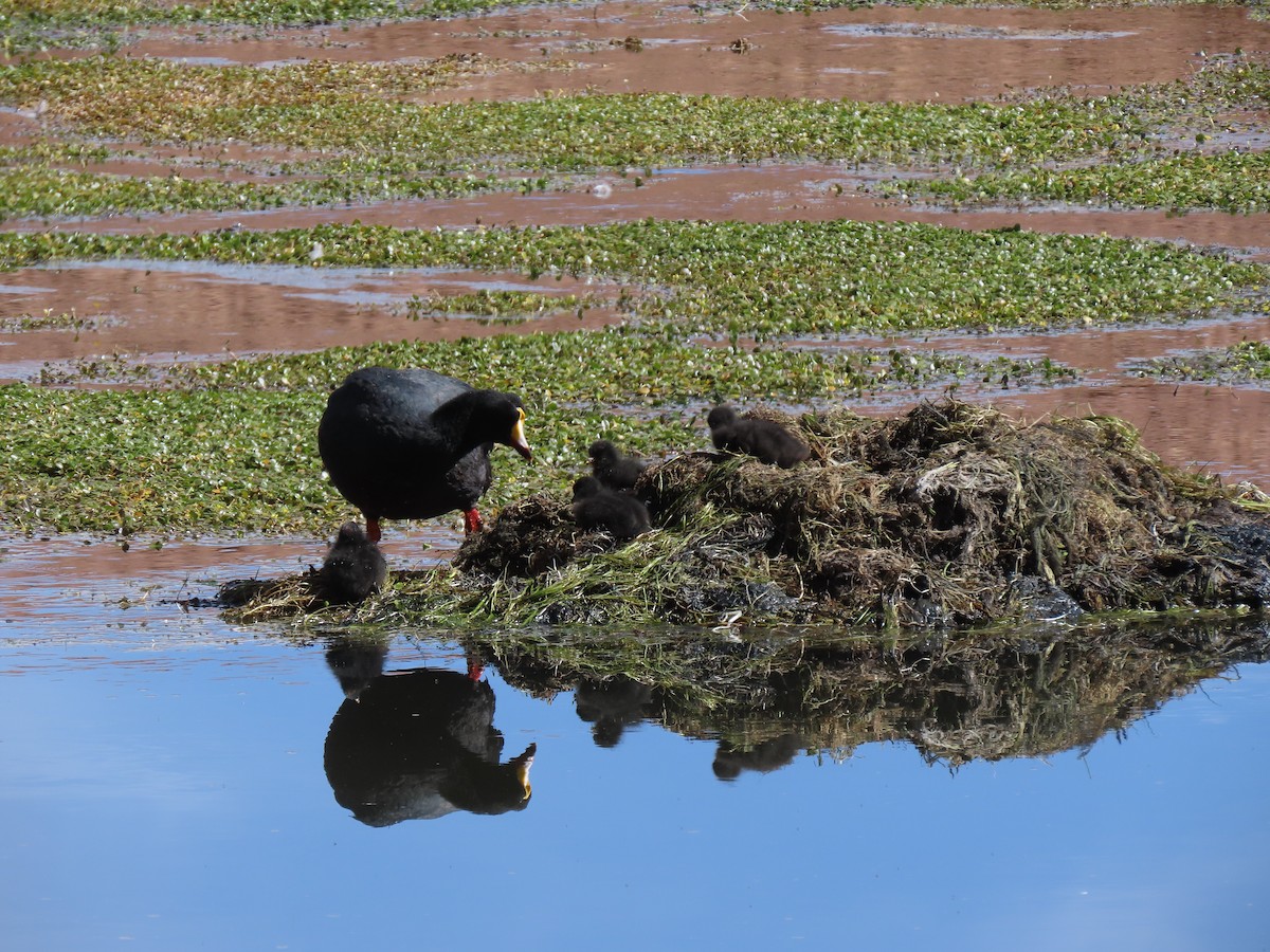 Giant Coot - ML627323034