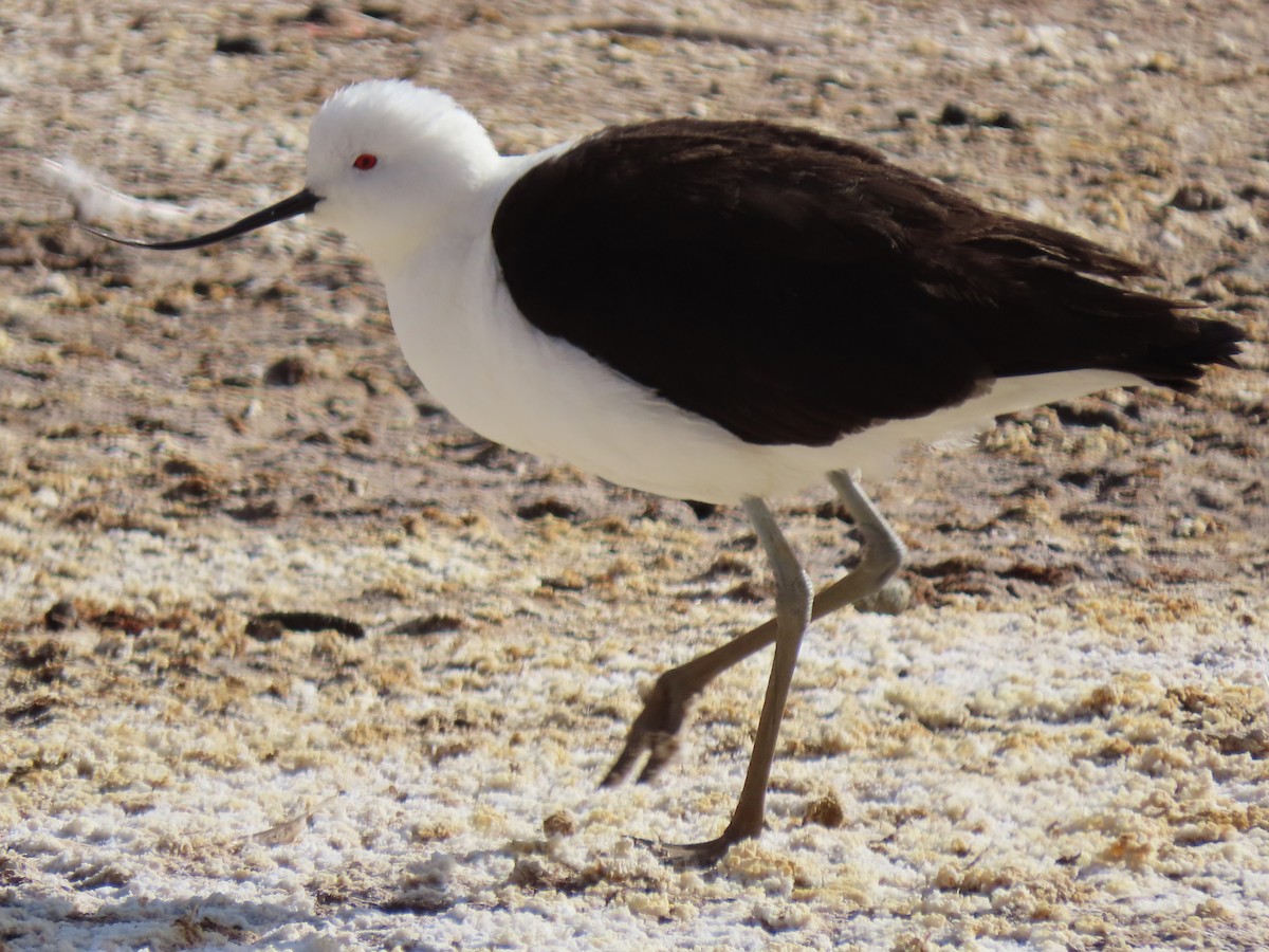 Andean Avocet - ML627323046