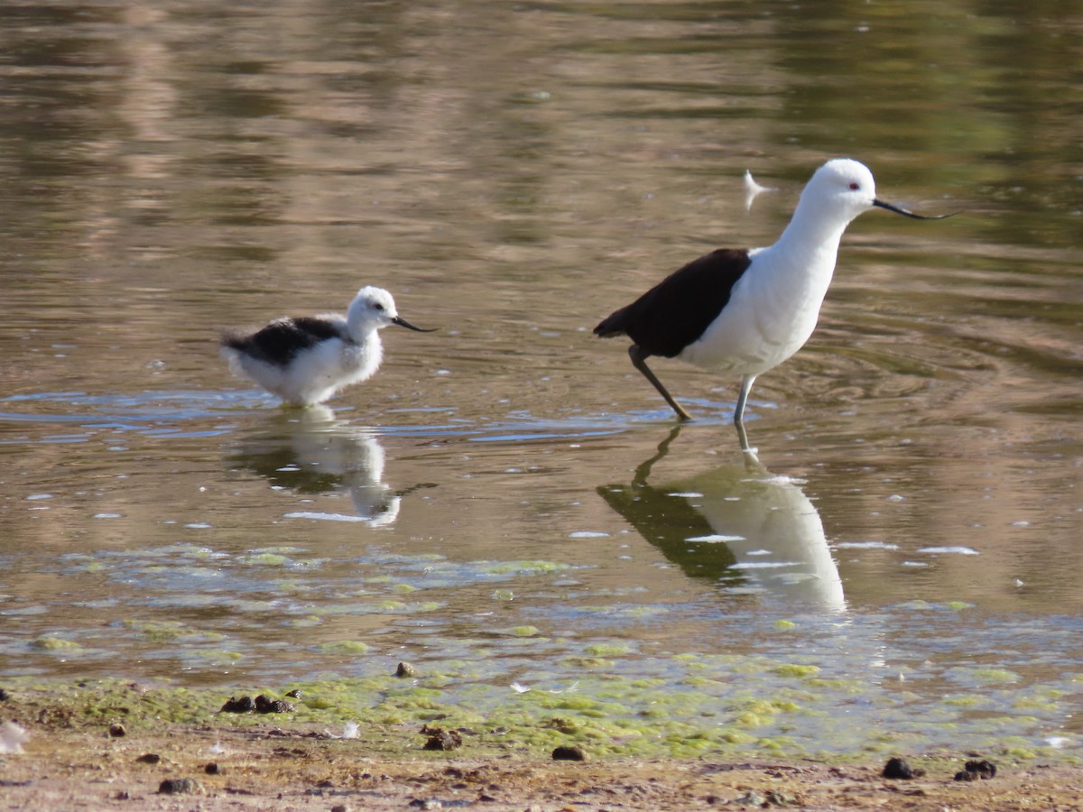 Andean Avocet - ML627323047