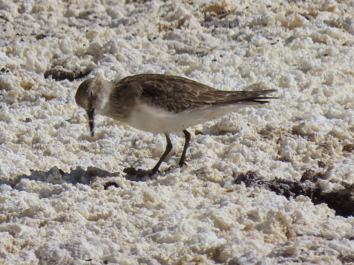 Baird's Sandpiper - ML627323082