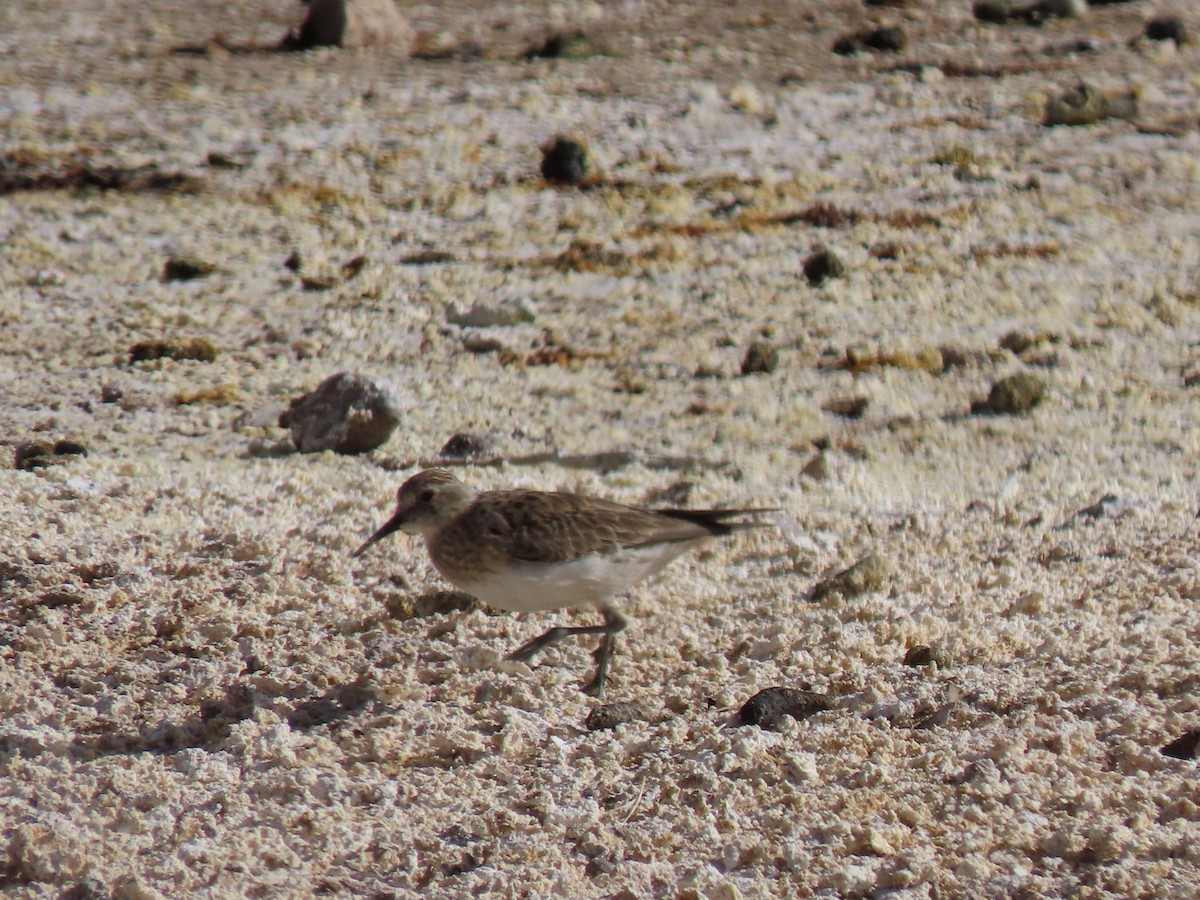 Baird's Sandpiper - ML627323083