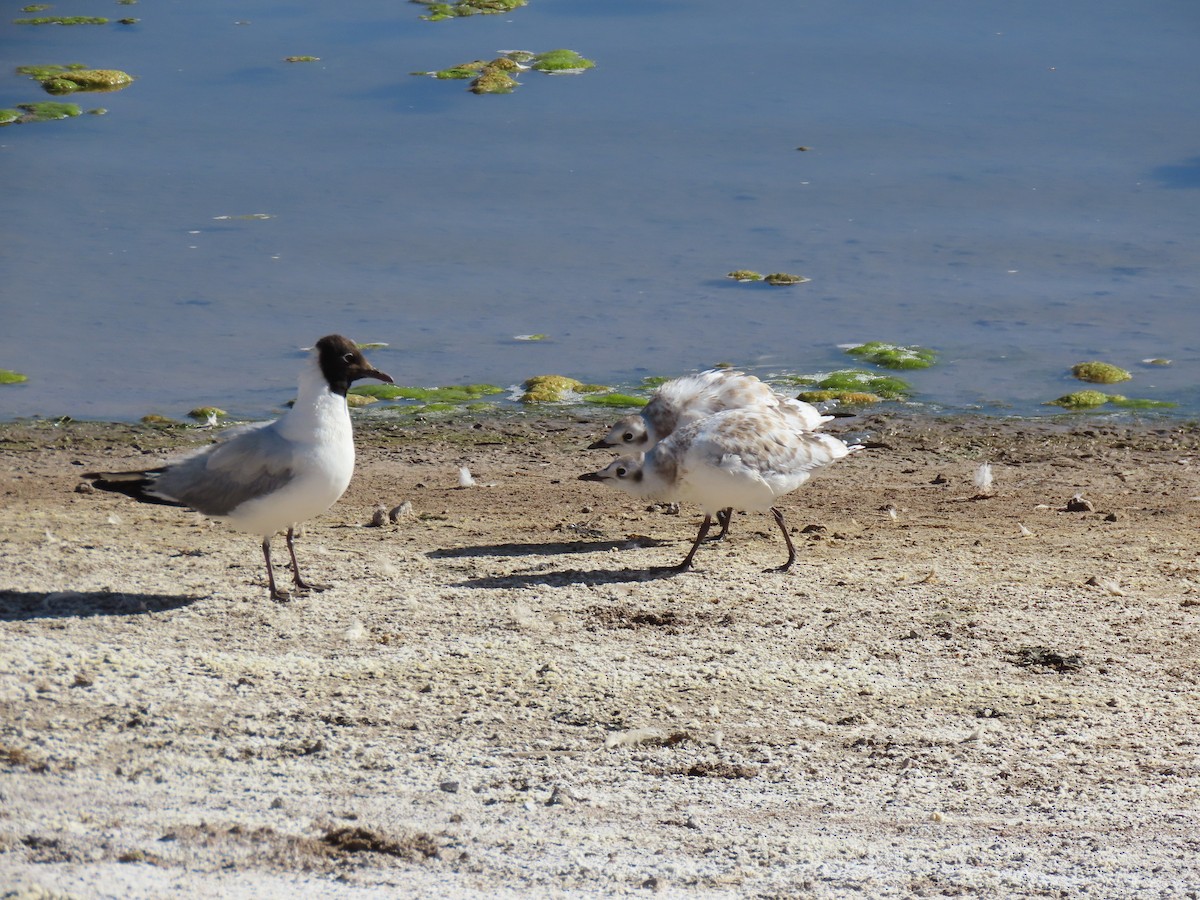 Andean Gull - ML627323093