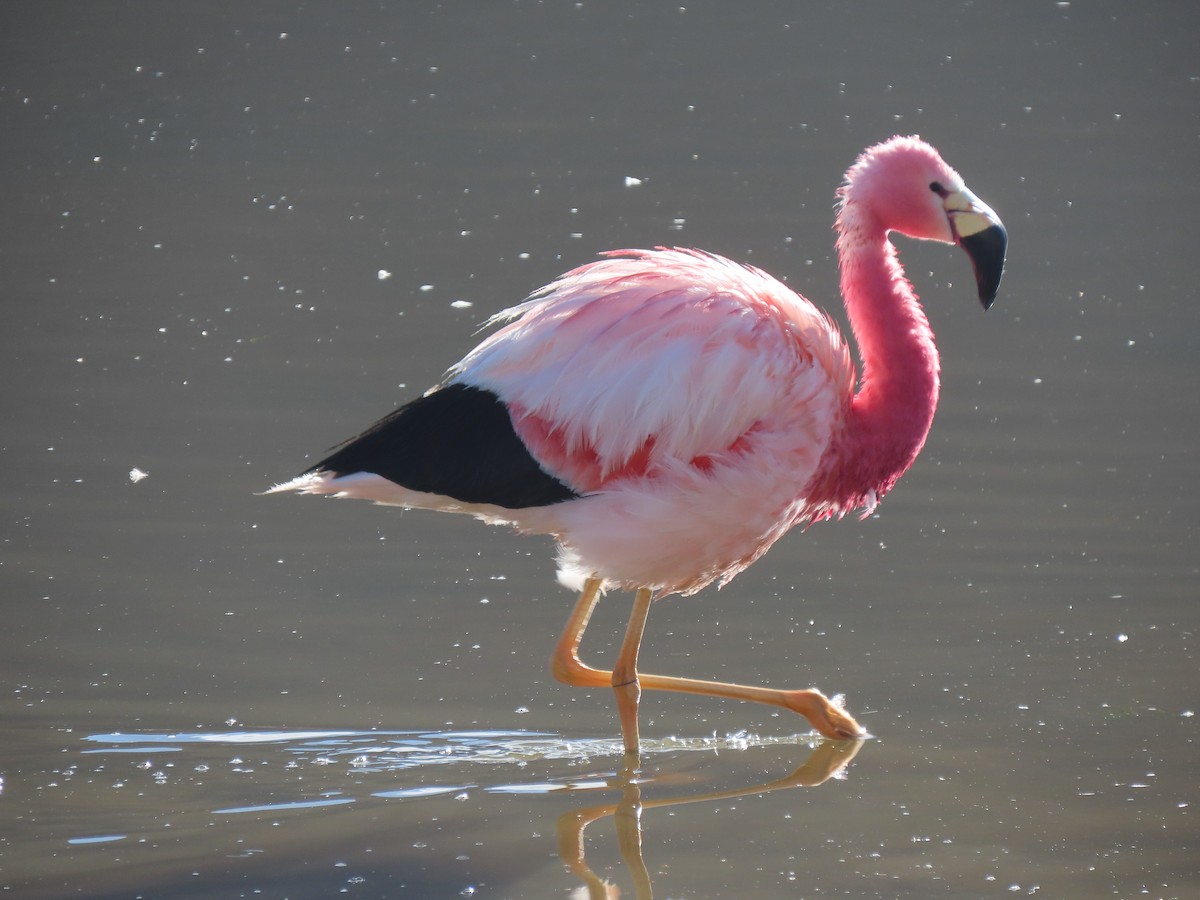 Andean Flamingo - ML627323096