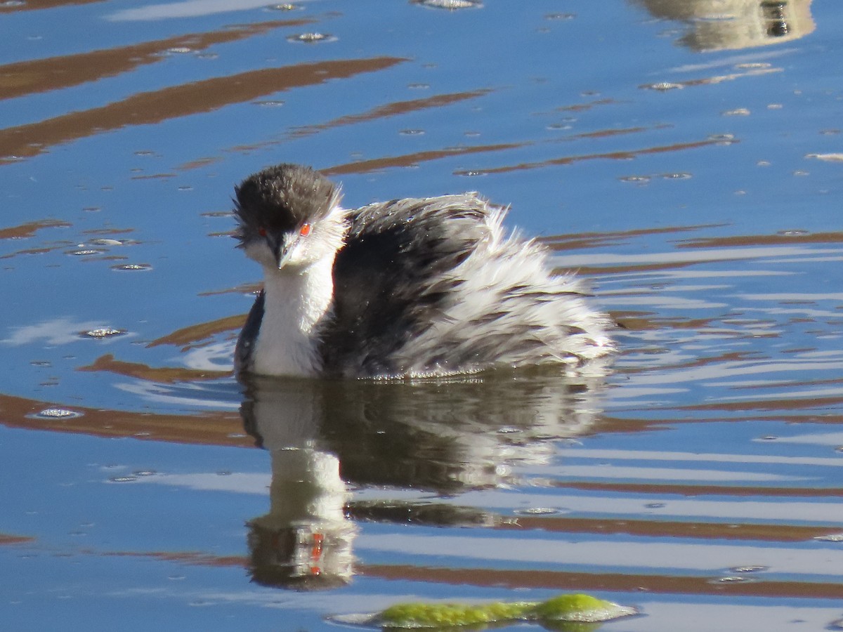 Silvery Grebe - ML627323102