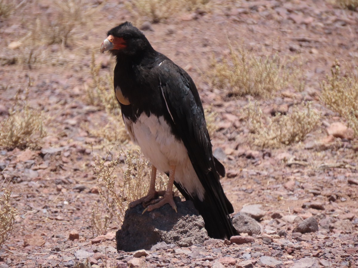 Mountain Caracara - ML627323106