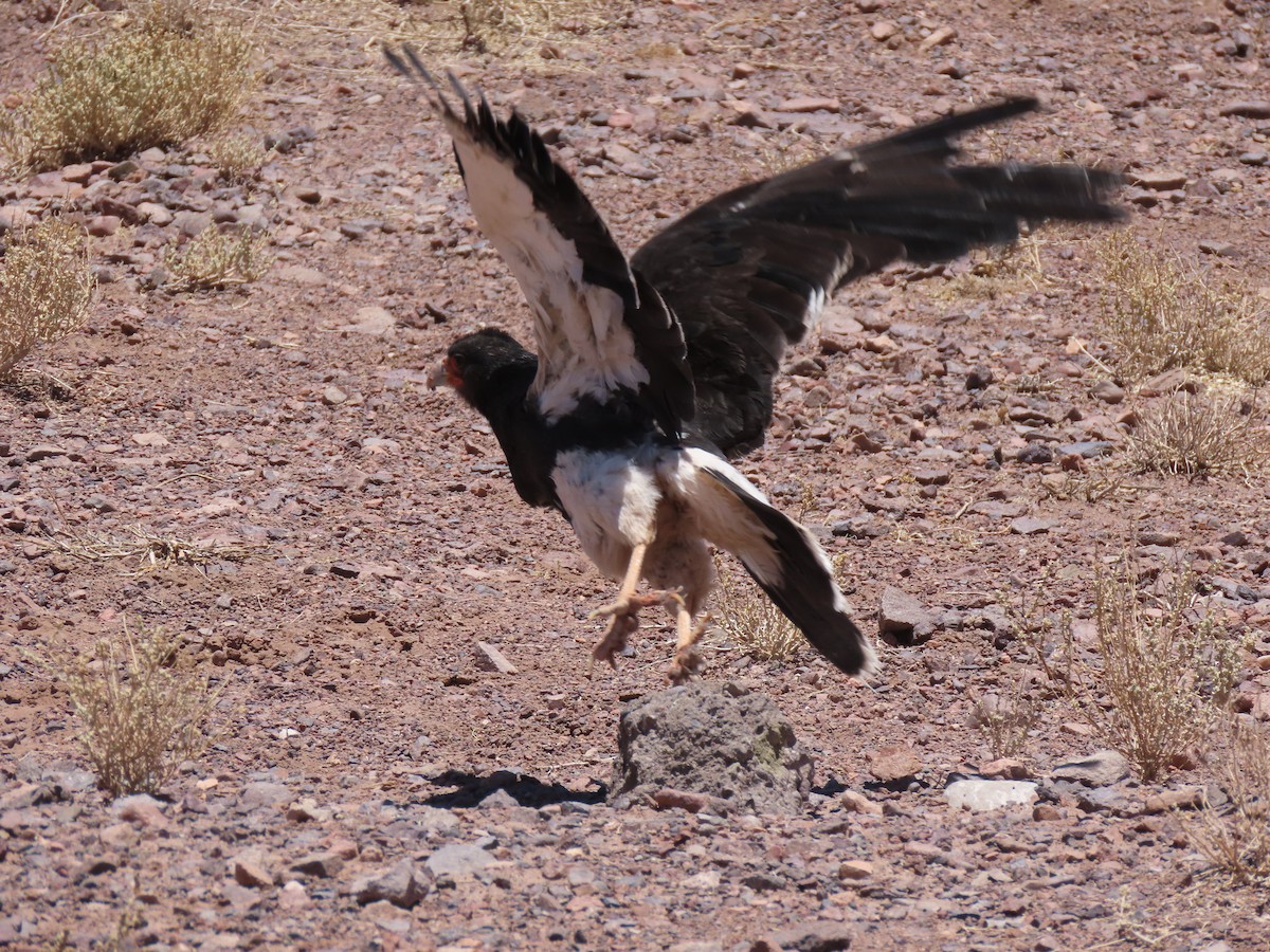 Mountain Caracara - ML627323107