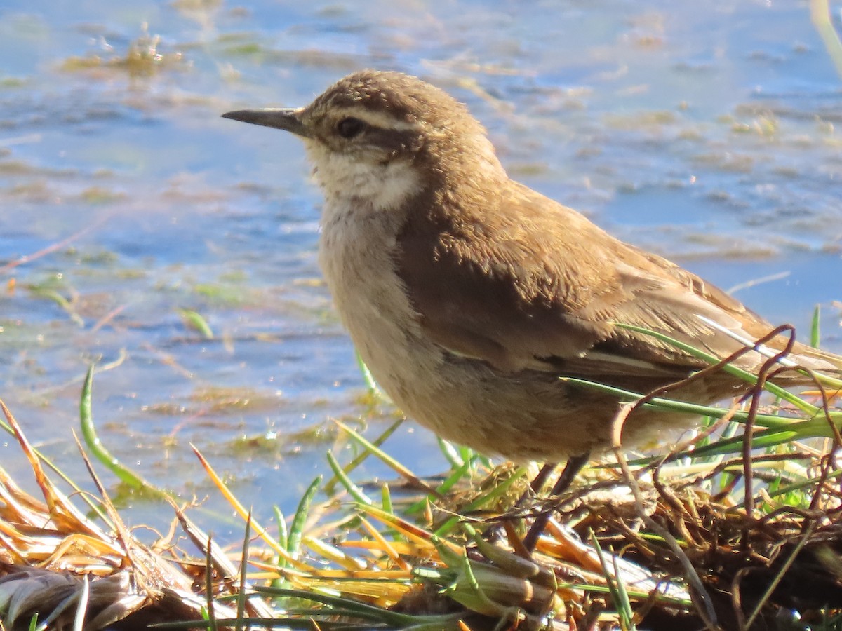 Cream-winged Cinclodes - ML627323111