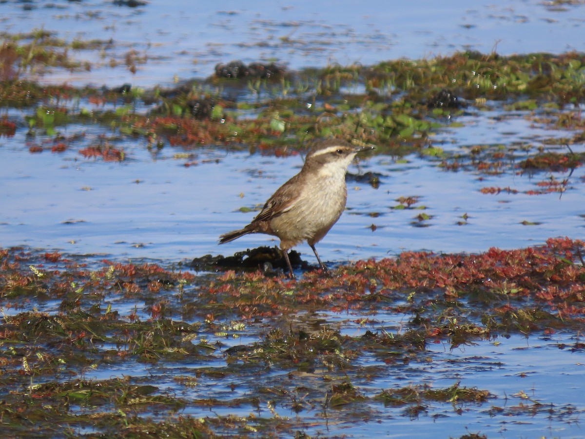 White-winged Cinclodes - ML627323114