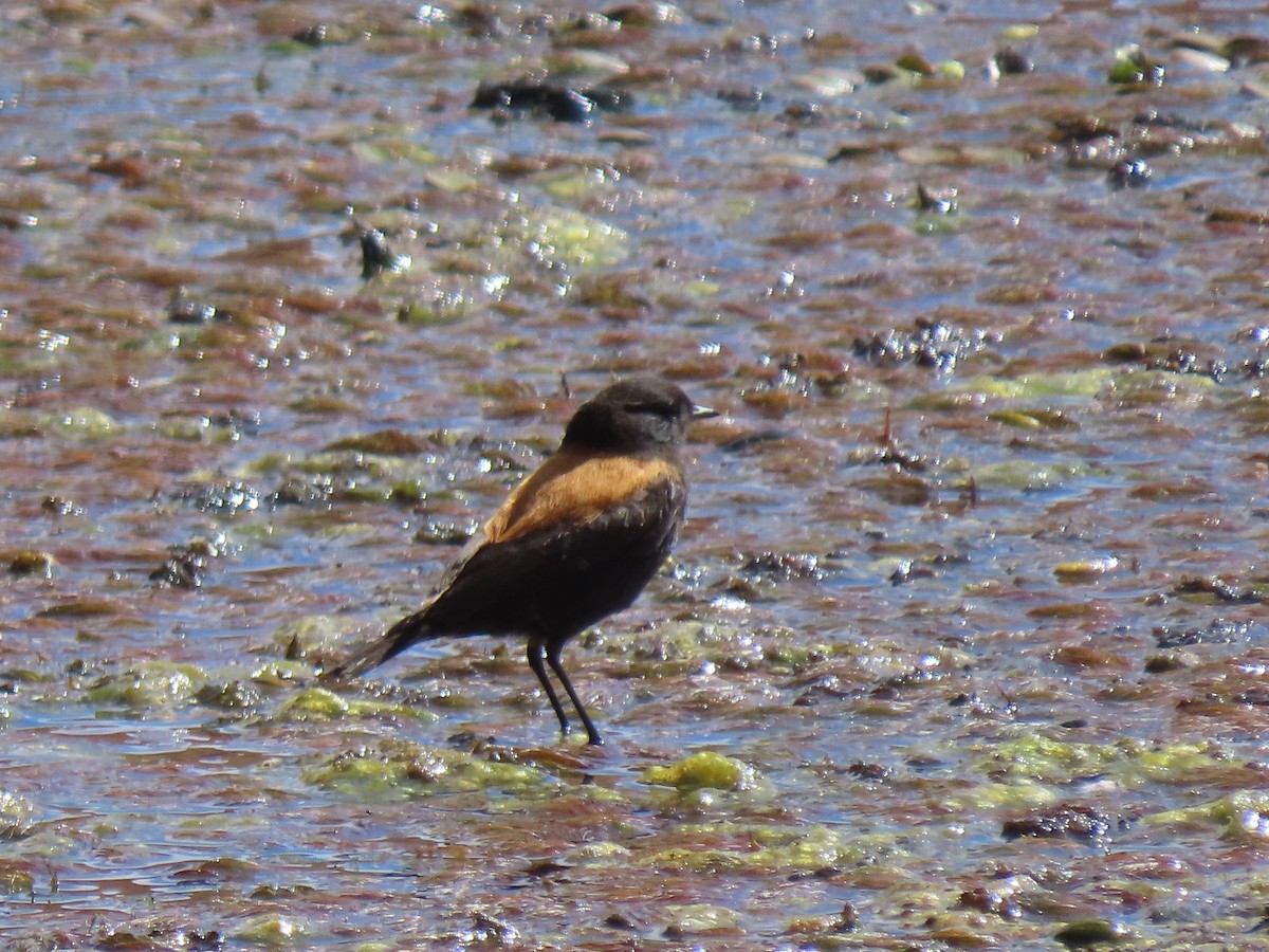 Andean Negrito - ML627323125