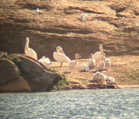 American White Pelican - ML627323163