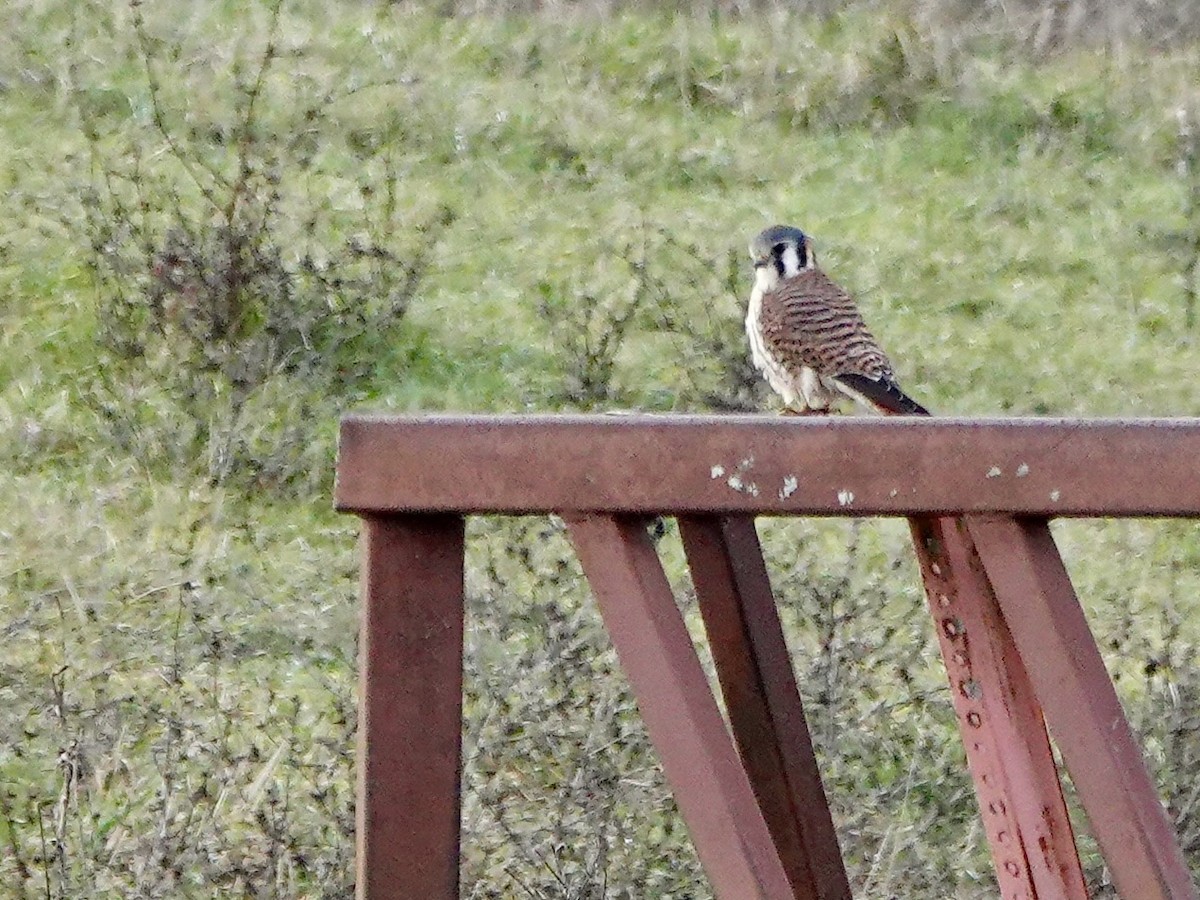 American Kestrel - ML627323189
