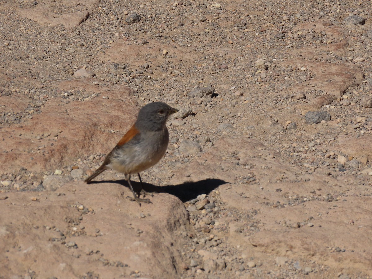 Red-backed Sierra Finch - ML627323197