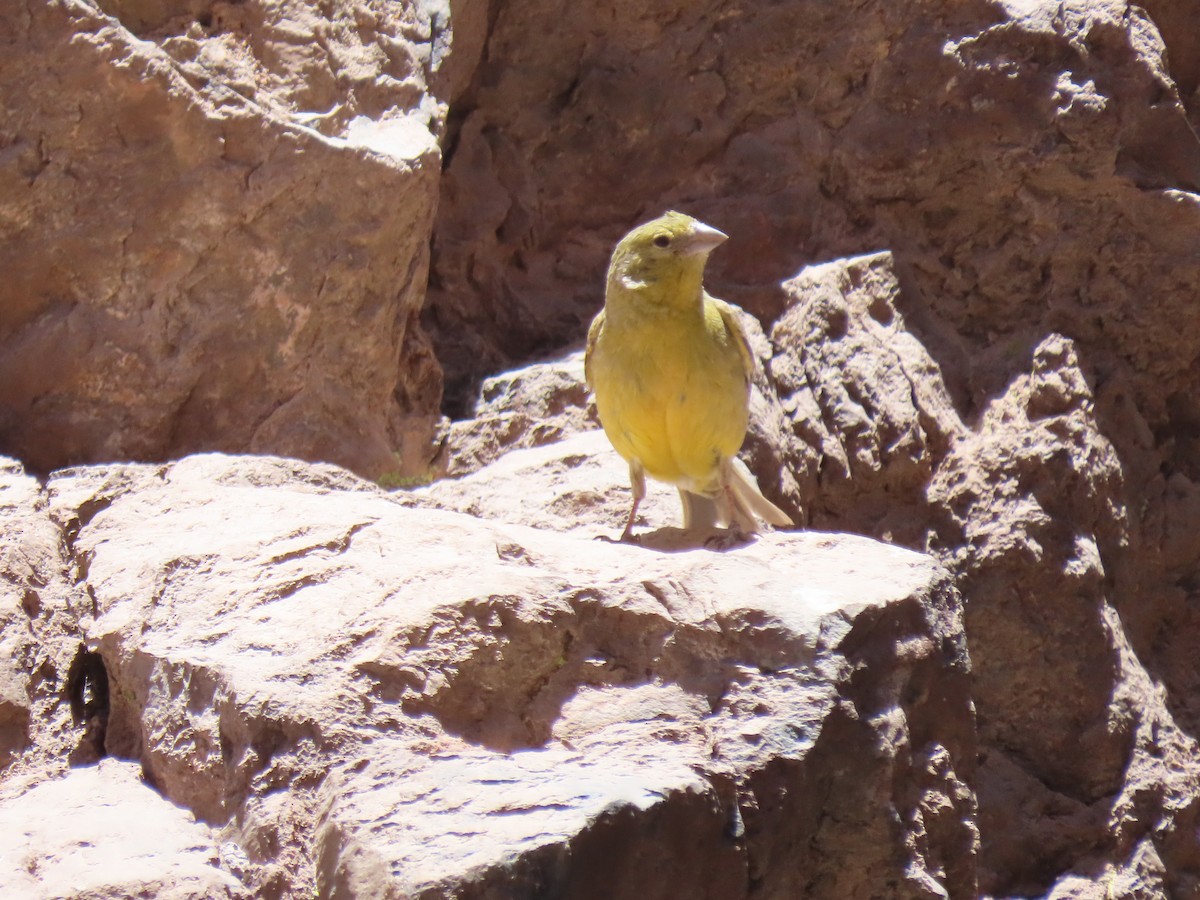 Greenish Yellow-Finch - Mark Salvidge