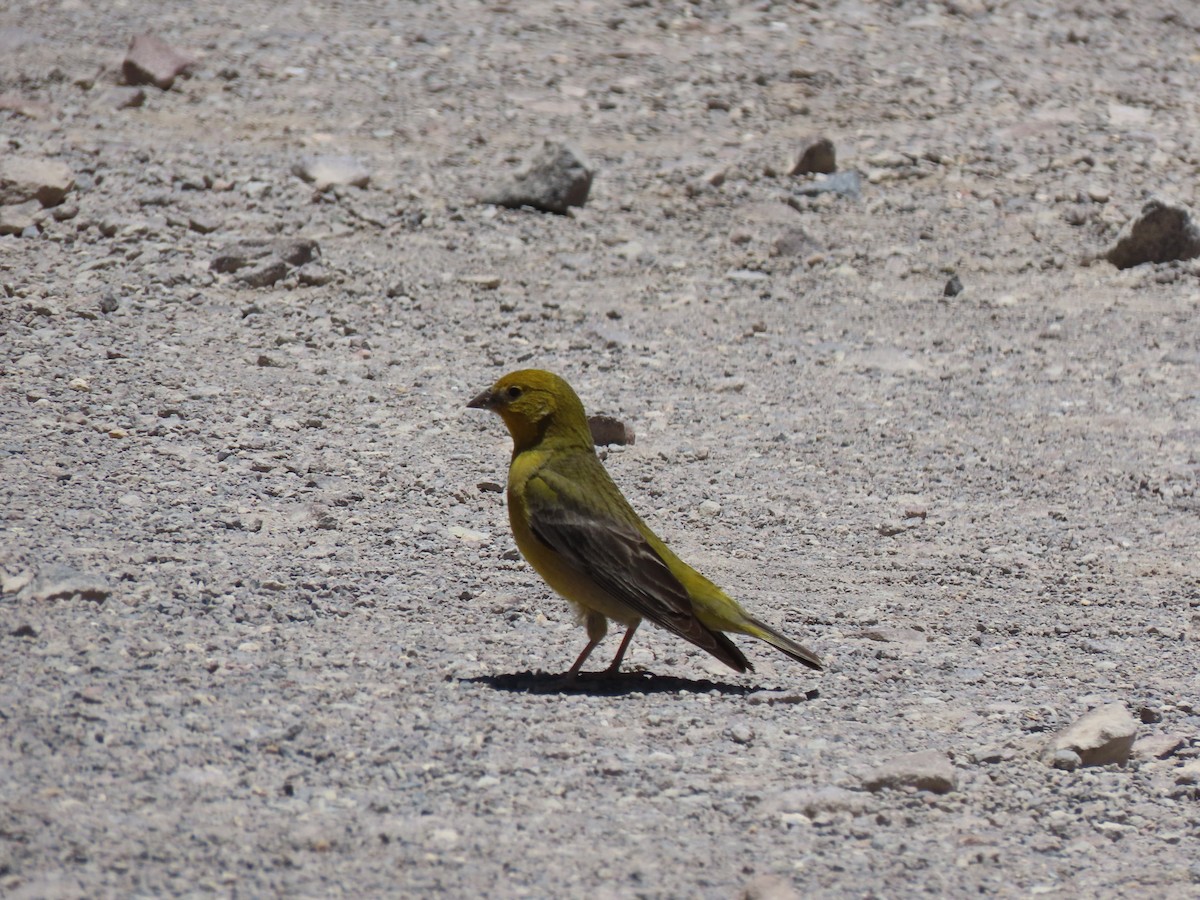 Greenish Yellow-Finch - ML627323208