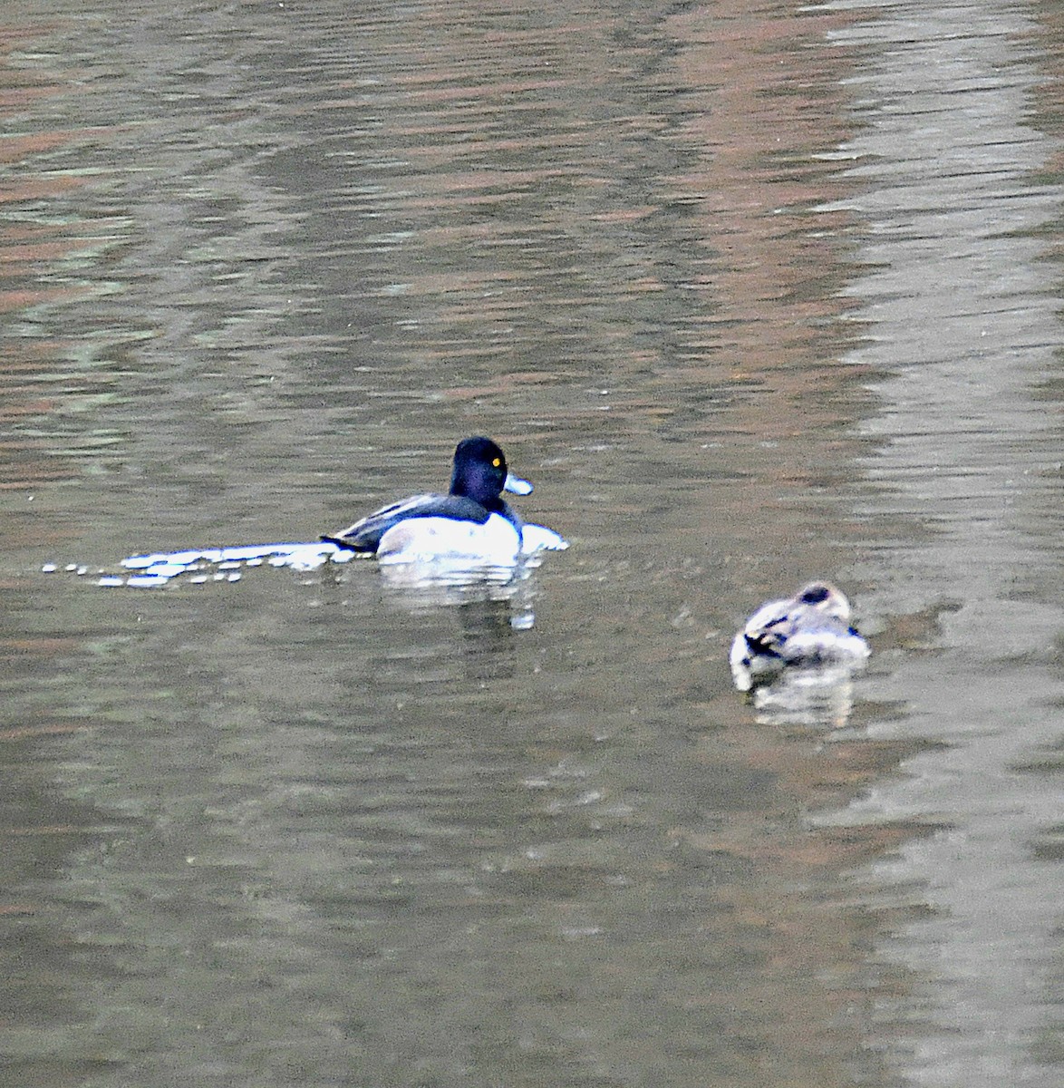 Ring-necked Duck - ML627323337