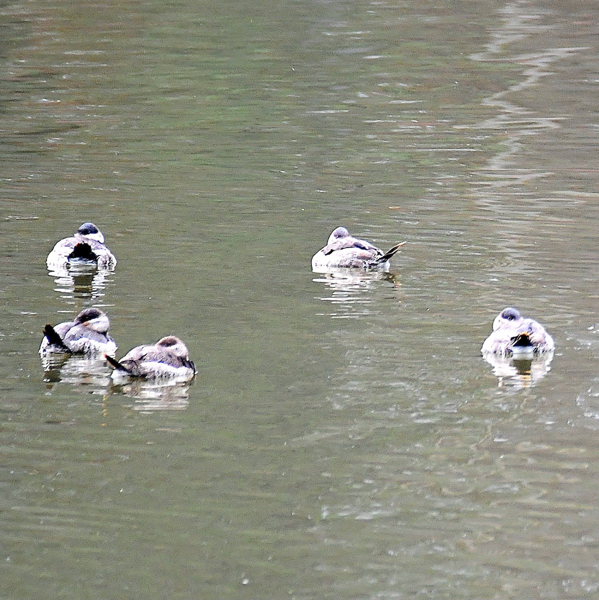 Ruddy Duck - ML627323343