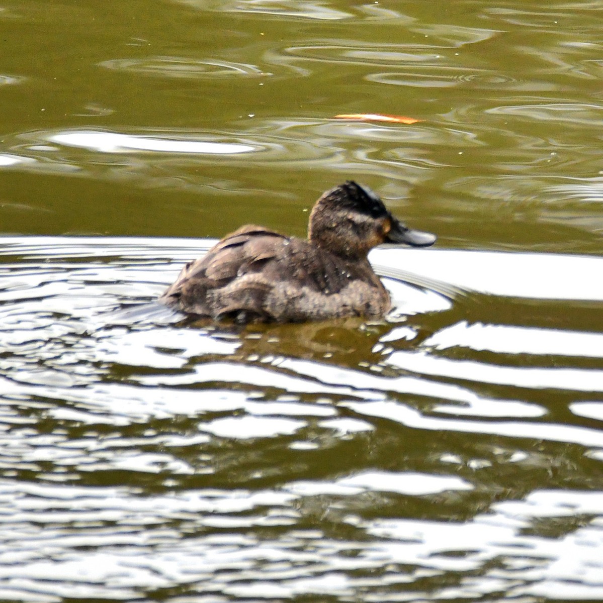 Ruddy Duck - ML627323355