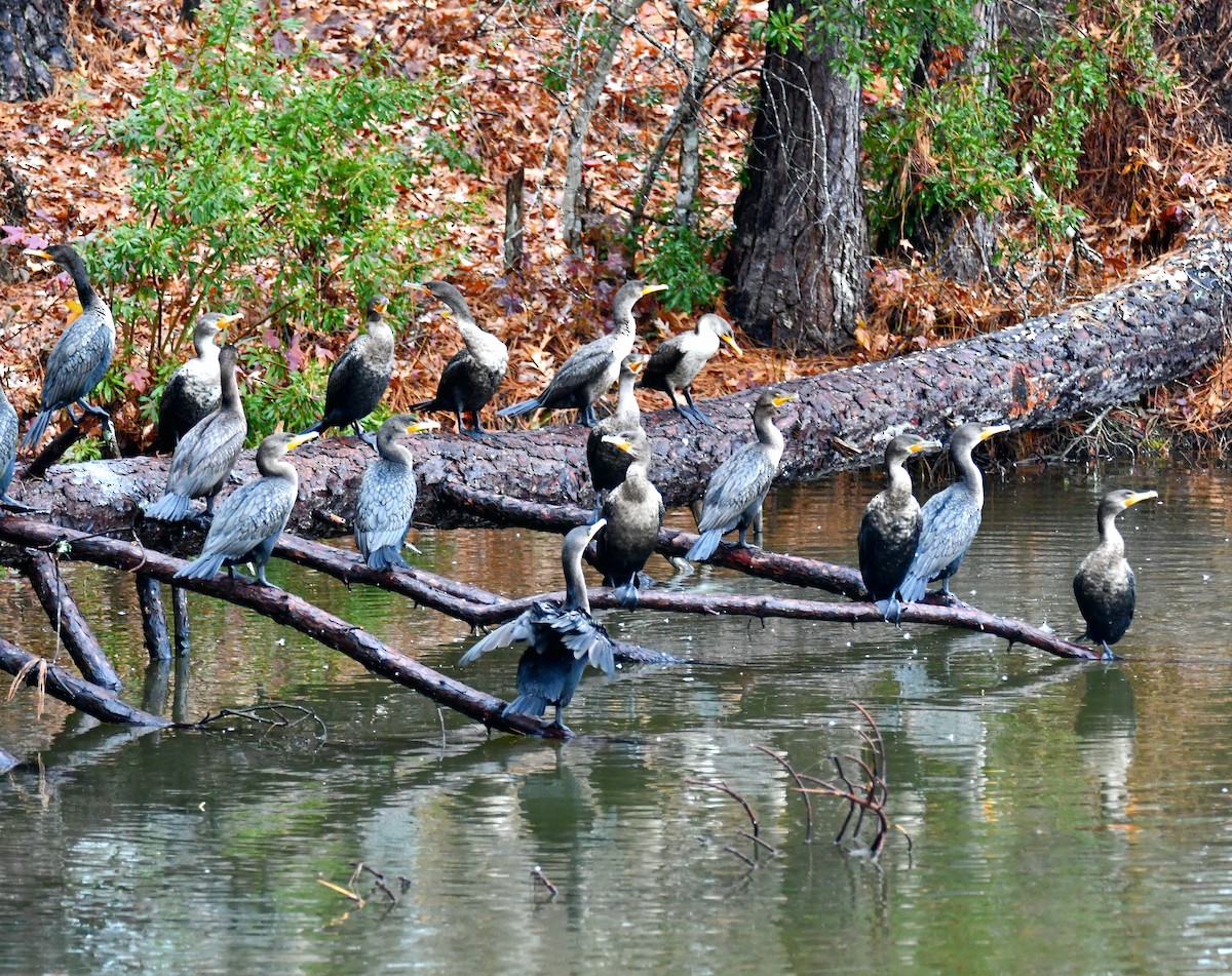 Double-crested Cormorant - ML627323363