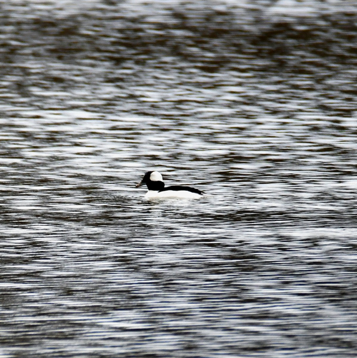 Bufflehead - ML627323389