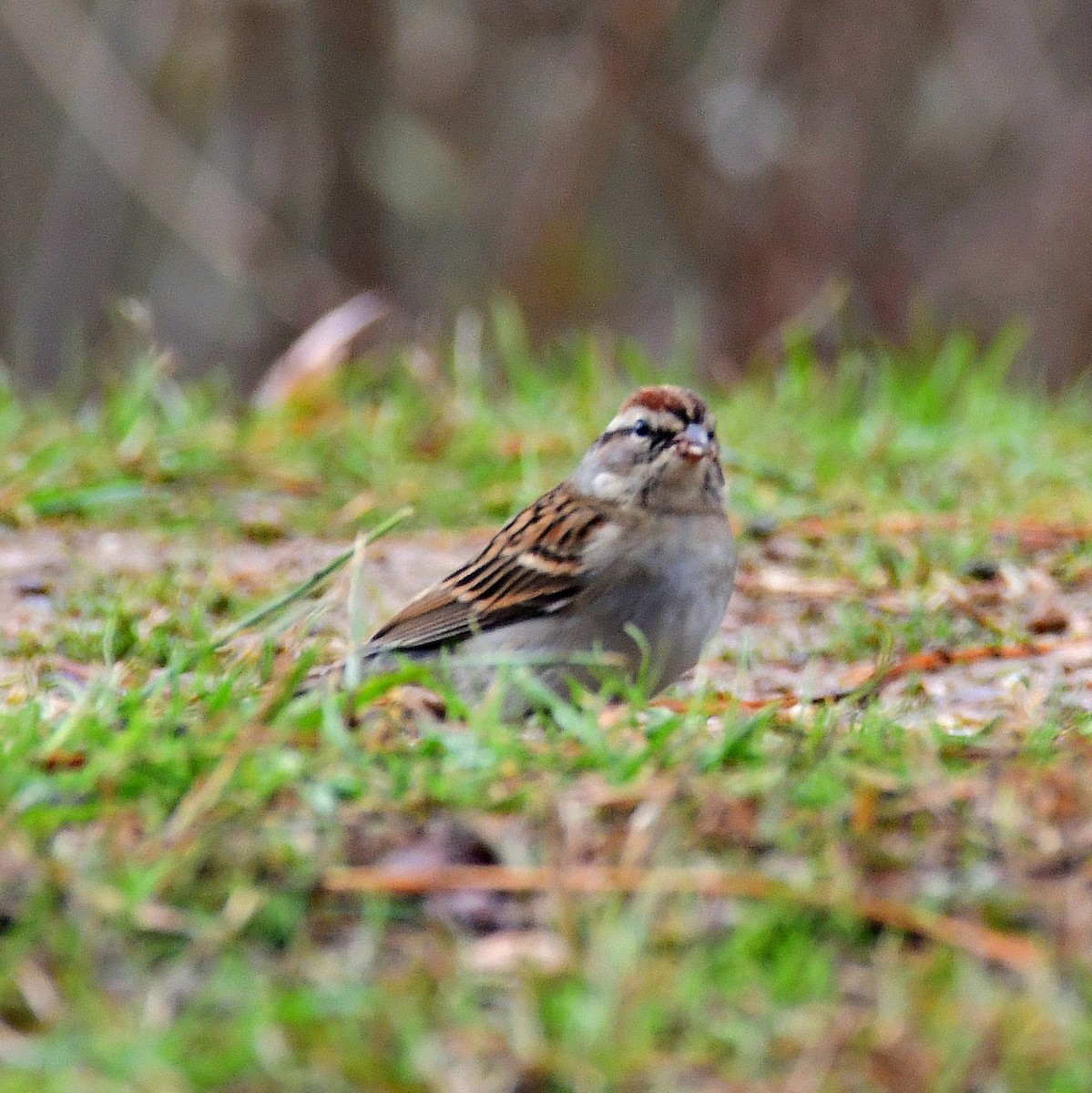 Chipping Sparrow - ML627323410