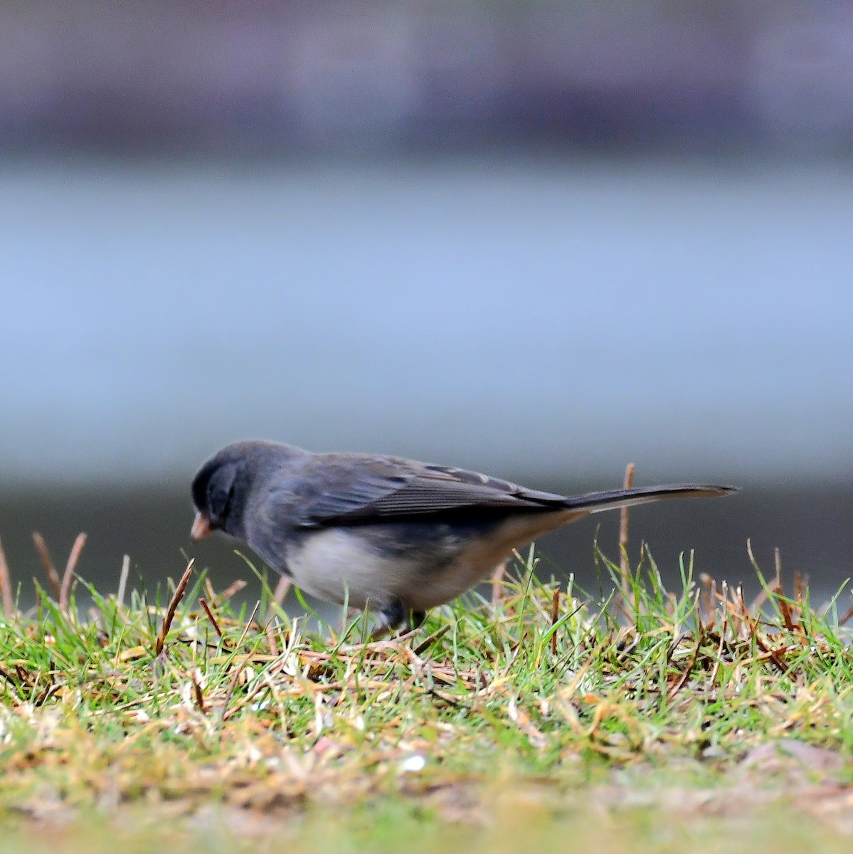 Dark-eyed Junco - ML627323417