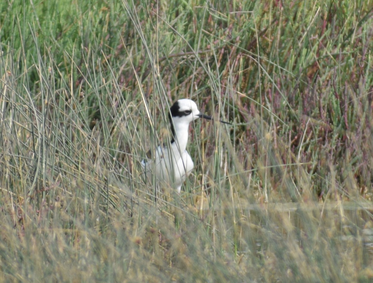 Black-necked Stilt (White-backed) - ML627323484