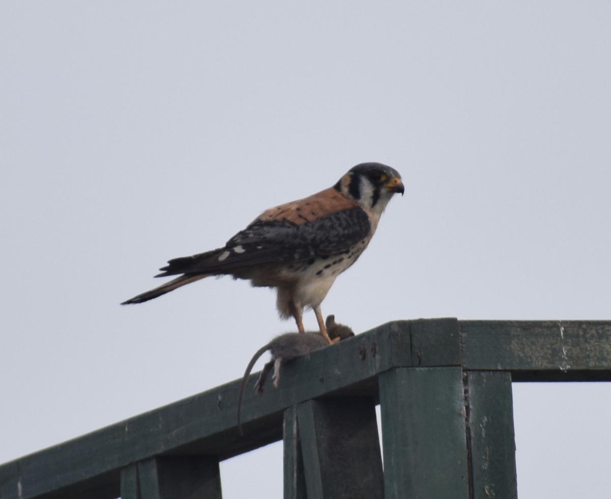 American Kestrel - ML627323509