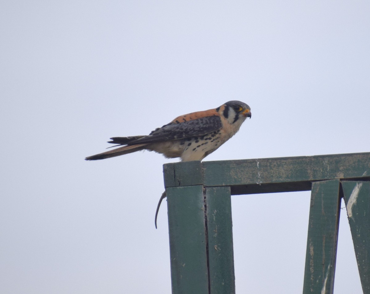 American Kestrel - ML627323510