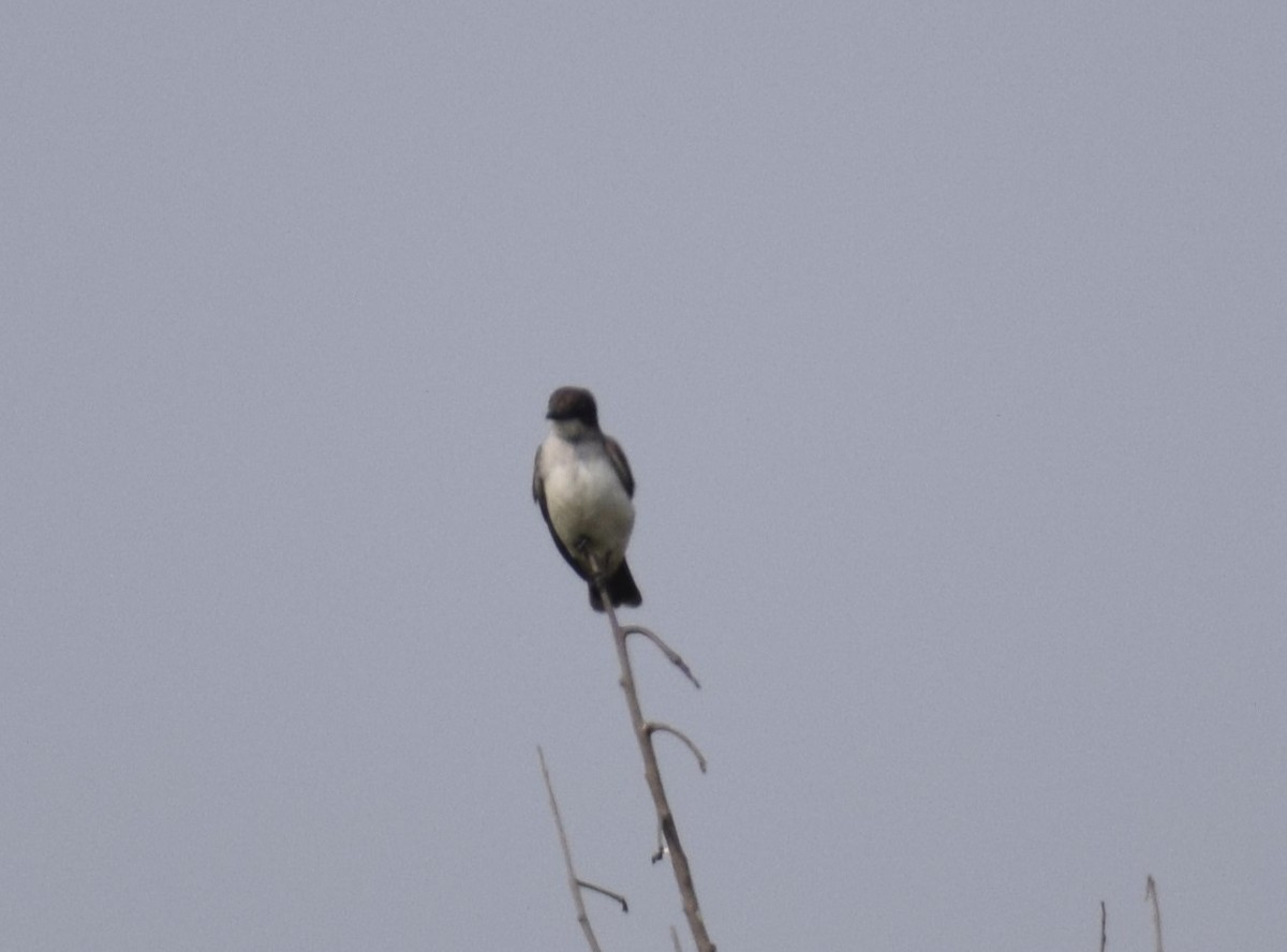 Eastern Kingbird - ML627323513