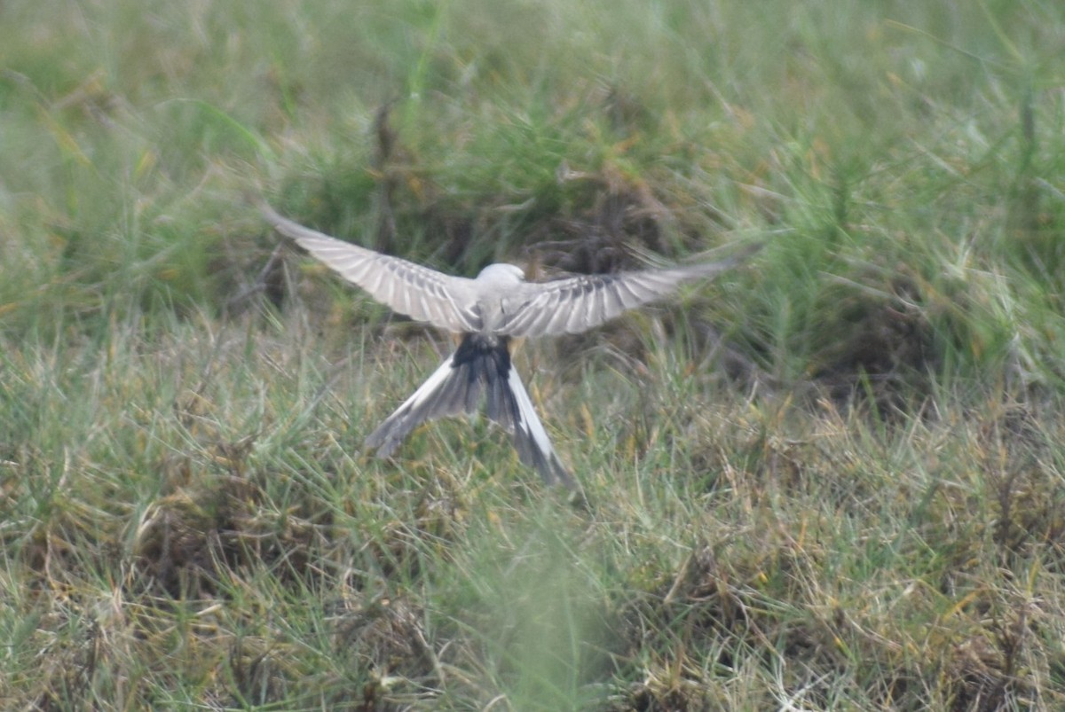 Scissor-tailed Flycatcher - ML627323519