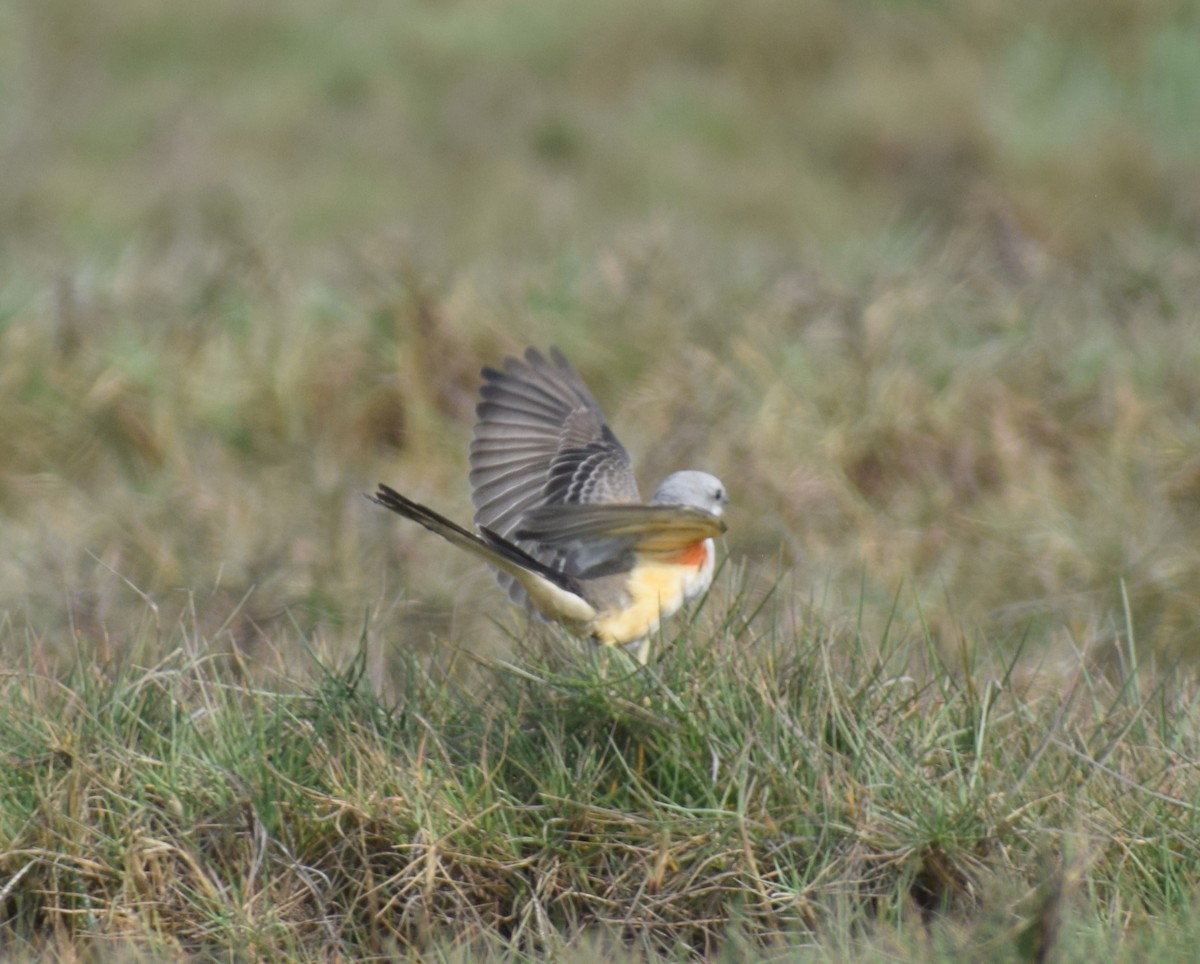 Scissor-tailed Flycatcher - ML627323520