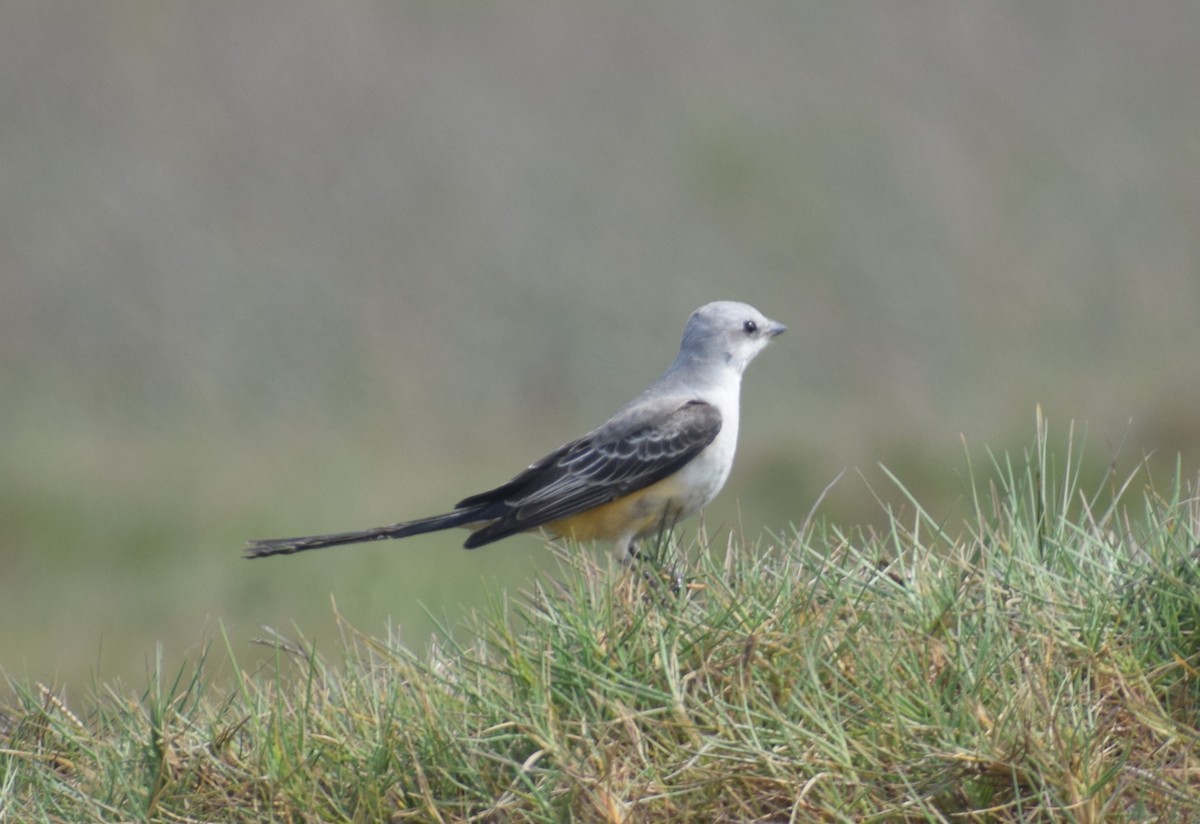 Scissor-tailed Flycatcher - ML627323521