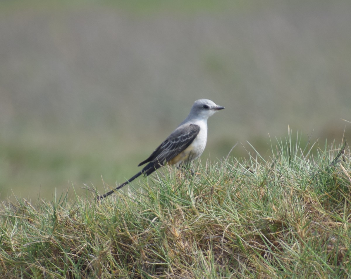 Scissor-tailed Flycatcher - ML627323522