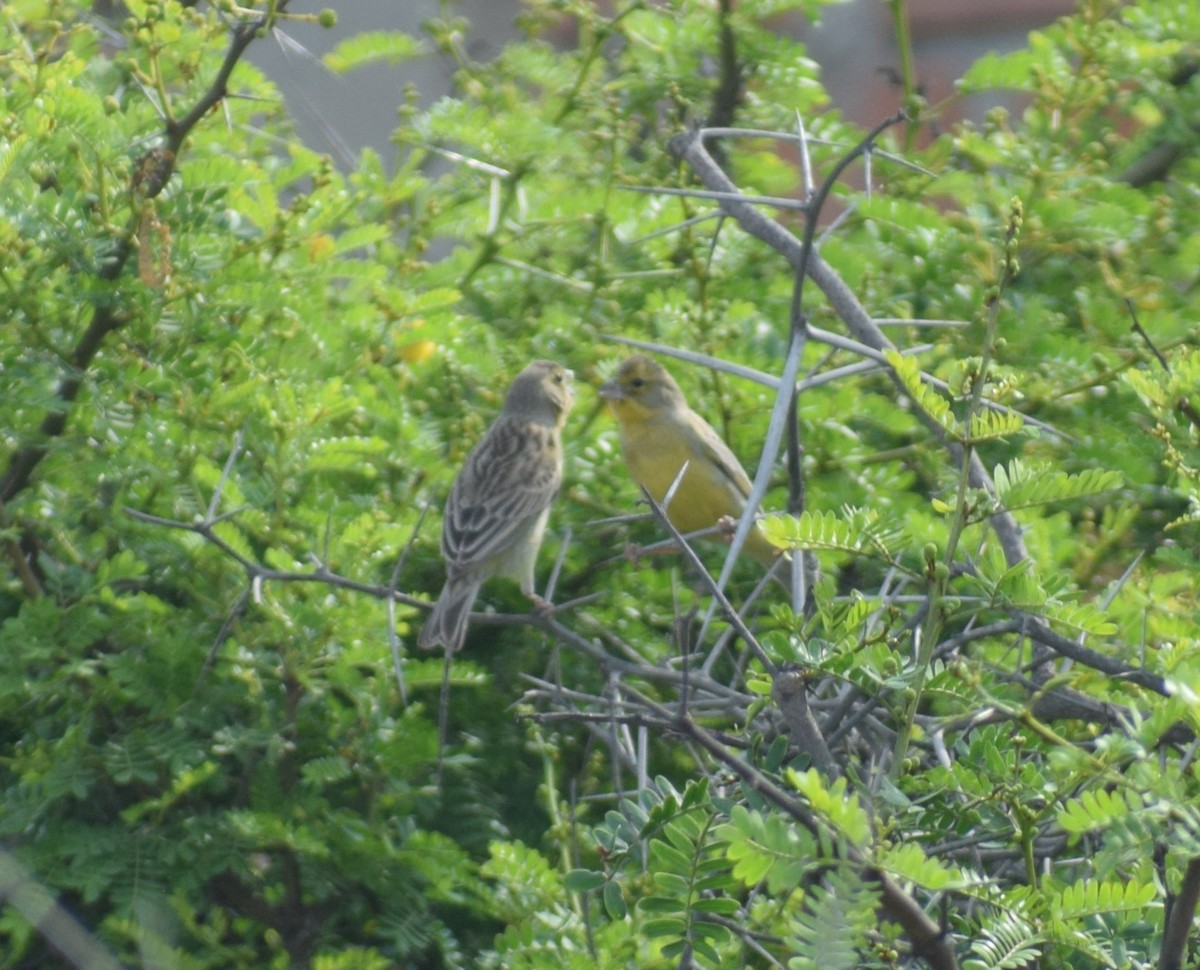 Grassland Yellow-Finch - ML627323527