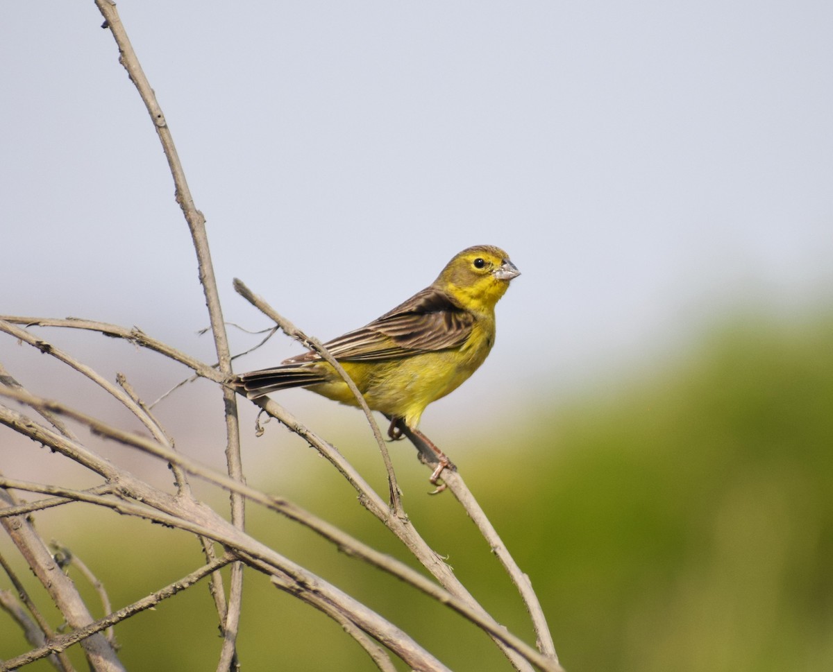 Grassland Yellow-Finch - ML627323528