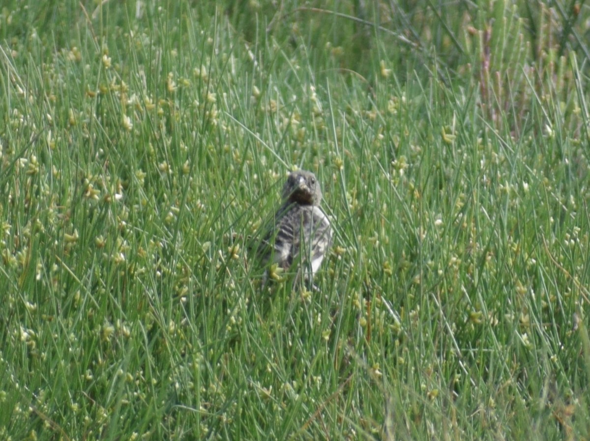 Chestnut-throated Seedeater - ML627323537